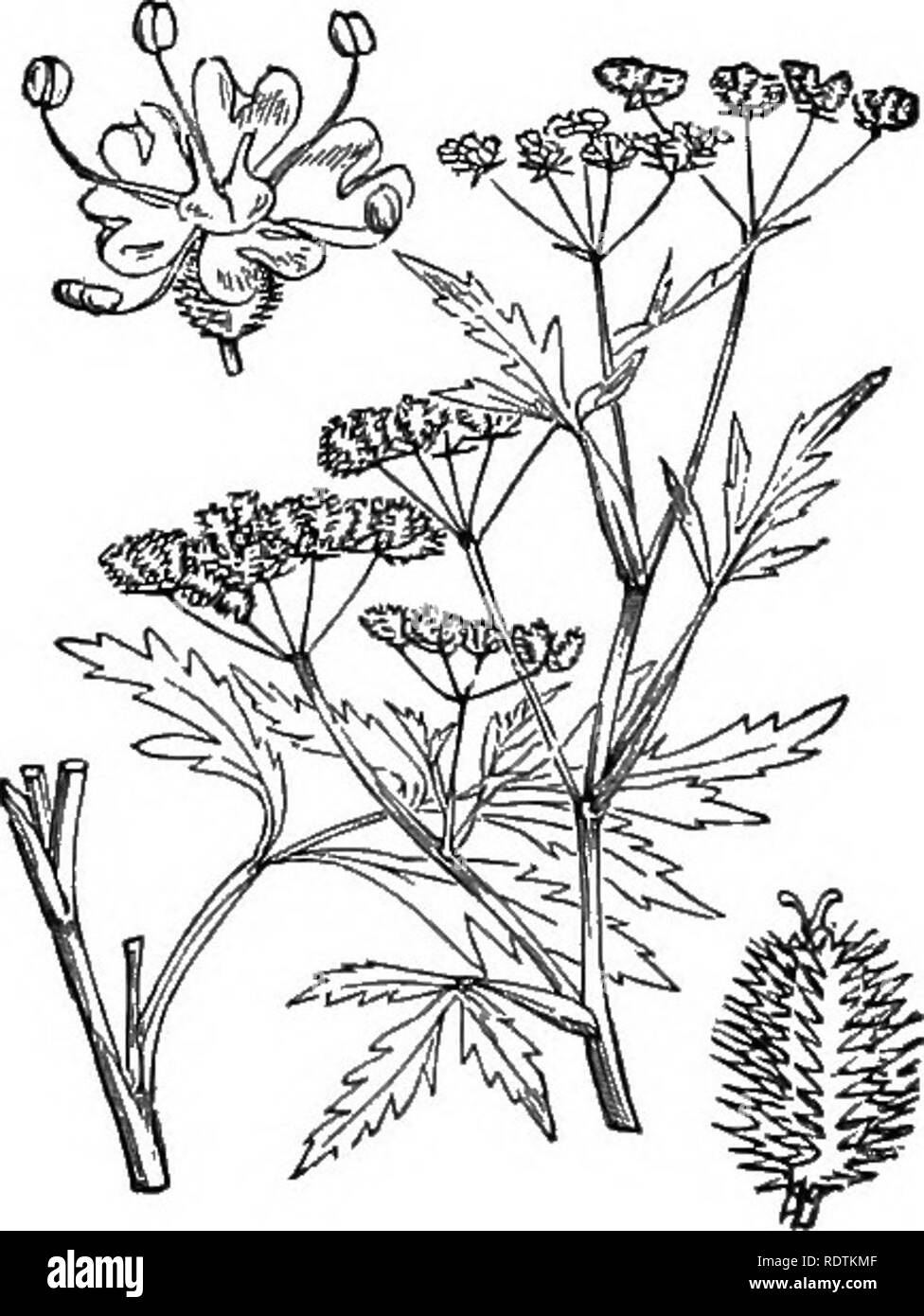 . Illustrations of the British flora: a series of wood engravings, with dissections, of British plants. Botany; Botany. 448. Caucalis Anthriscus, Huds. Hedge Parslev,. 449. Caucalis arvenis, Huds. C. infesta, Curt. ; Torilis in., Spr. SJ'readifig C.. Please note that these images are extracted from scanned page images that may have been digitally enhanced for readability - coloration and appearance of these illustrations may not perfectly resemble the original work.. Fitch, W. H. (Walter Hood), 1817-1892; Smith, George Worthington, 1835-1917; Bentham, George, 1800-1884. Handbook of the British Stock Photo