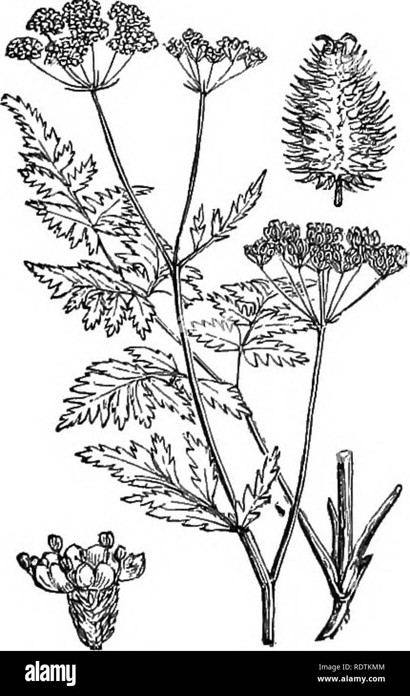 . Illustrations of the British flora: a series of wood engravings, with dissections, of British plants. Botany; Botany. 447. Caucalis nodosa, Sm. Torilis no., L. I Ktloited C.. 448. Caucalis Anthriscus, Huds. Hedge Parslev,. Please note that these images are extracted from scanned page images that may have been digitally enhanced for readability - coloration and appearance of these illustrations may not perfectly resemble the original work.. Fitch, W. H. (Walter Hood), 1817-1892; Smith, George Worthington, 1835-1917; Bentham, George, 1800-1884. Handbook of the British flora. London, L. Reeve Stock Photo