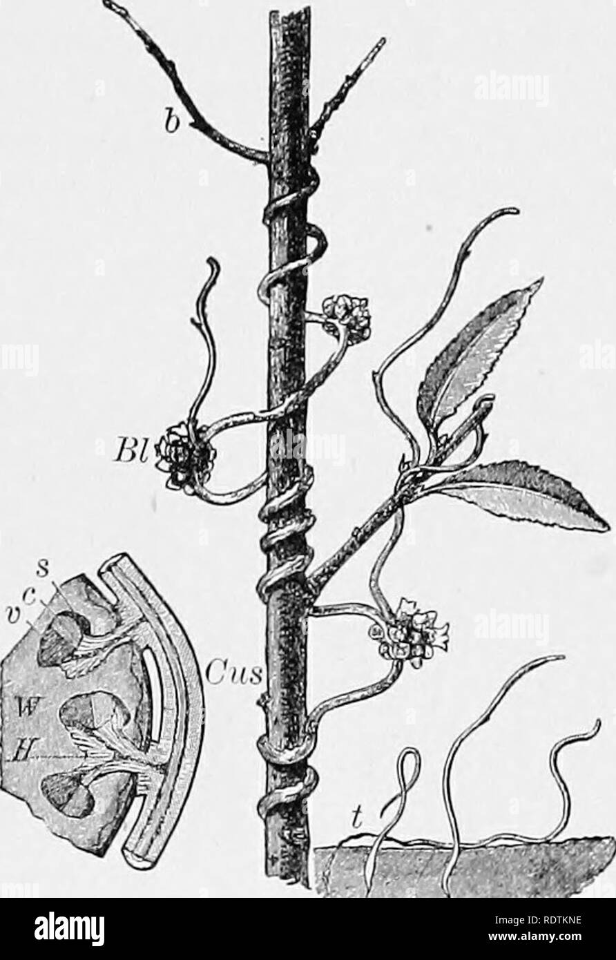 . Elements of botany. Botany; Botany. ROOTS. 29 strength of the supplies of ready-made sap which it obtains from the host. 43. Forms of Roots. — The primary root is that wliich proceeds like a downward prolongation directly from the lower end of the caulicle. In many cases the mature root-system of the plant contains one main portion much larger than any of its branches. This is called a taproot, Fig. 16. Such a root, if much thickened and fleshy, would assume the form shown in the carrot, pars- nip, beet, turnip, salsify, or radish. Some plants produce multiple primary roots, a cluster procee Stock Photo