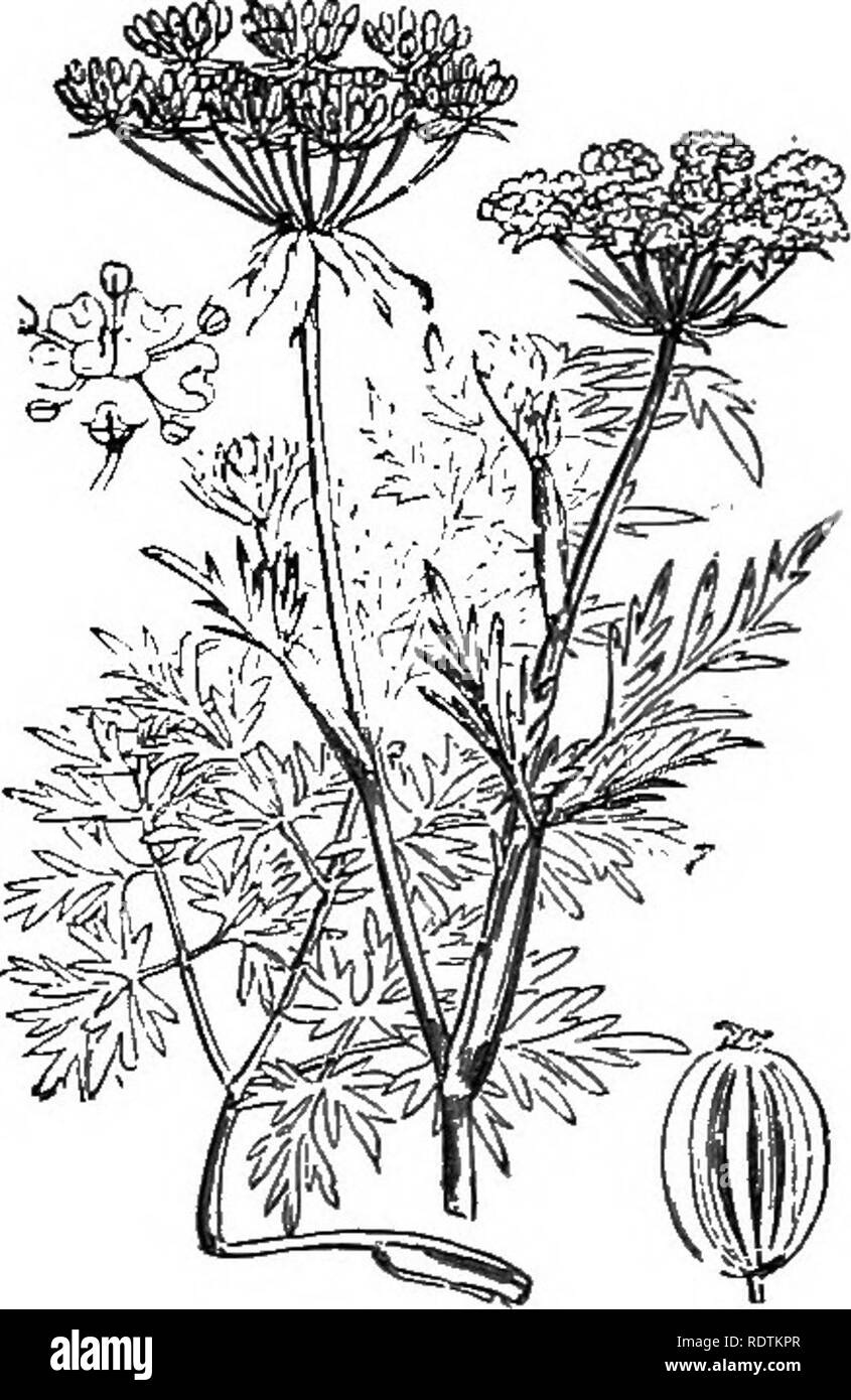 . Illustrations of the British flora: a series of wood engravings, with dissections, of British plants. Botany; Botany. 434. Angelica sylvestiis, L. /rZ/rf ^ ngelica. 435. Peucedanum officinale, L. 'Hog's Fennel, Sidphur-weed.. Please note that these images are extracted from scanned page images that may have been digitally enhanced for readability - coloration and appearance of these illustrations may not perfectly resemble the original work.. Fitch, W. H. (Walter Hood), 1817-1892; Smith, George Worthington, 1835-1917; Bentham, George, 1800-1884. Handbook of the British flora. London, L. Reev Stock Photo