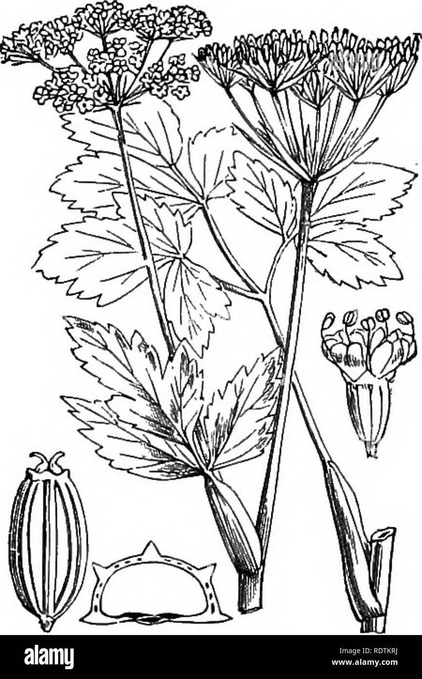 . Illustrations of the British flora: a series of wood engravings, with dissections, of British plants. Botany; Botany. io8 XXXV. UMBELLIFER^, [I Dicotyledons. 430. Ligusticum scoticum, L. Haloscias sc, Fr. Scotch Lavage.. Please note that these images are extracted from scanned page images that may have been digitally enhanced for readability - coloration and appearance of these illustrations may not perfectly resemble the original work.. Fitch, W. H. (Walter Hood), 1817-1892; Smith, George Worthington, 1835-1917; Bentham, George, 1800-1884. Handbook of the British flora. London, L. Reeve Stock Photo