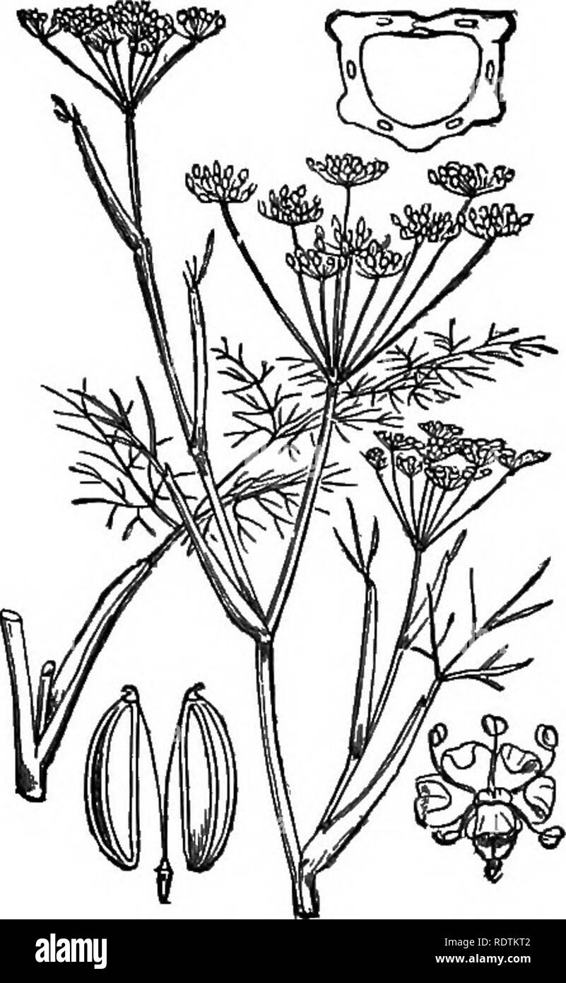 . Illustrations of the British flora: a series of wood engravings, with dissections, of British plants. Botany; Botany. 426. CEnanlhe Phellandrium, Lam. Oi. aquadca, Poir. Fine-leaved CE,. Please note that these images are extracted from scanned page images that may have been digitally enhanced for readability - coloration and appearance of these illustrations may not perfectly resemble the original work.. Fitch, W. H. (Walter Hood), 1817-1892; Smith, George Worthington, 1835-1917; Bentham, George, 1800-1884. Handbook of the British flora. London, L. Reeve Stock Photo