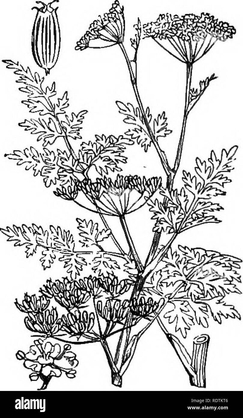 . Illustrations of the British flora: a series of wood engravings, with dissections, of British plants. Botany; Botany. 2. Calycifiora XXXV. UMBELLIFER.E. 107. 426. CEnanlhe Phellandrium, Lam. Oi. aquadca, Poir. Fine-leaved CE,. Please note that these images are extracted from scanned page images that may have been digitally enhanced for readability - coloration and appearance of these illustrations may not perfectly resemble the original work.. Fitch, W. H. (Walter Hood), 1817-1892; Smith, George Worthington, 1835-1917; Bentham, George, 1800-1884. Handbook of the British flora. London, L. Re Stock Photo