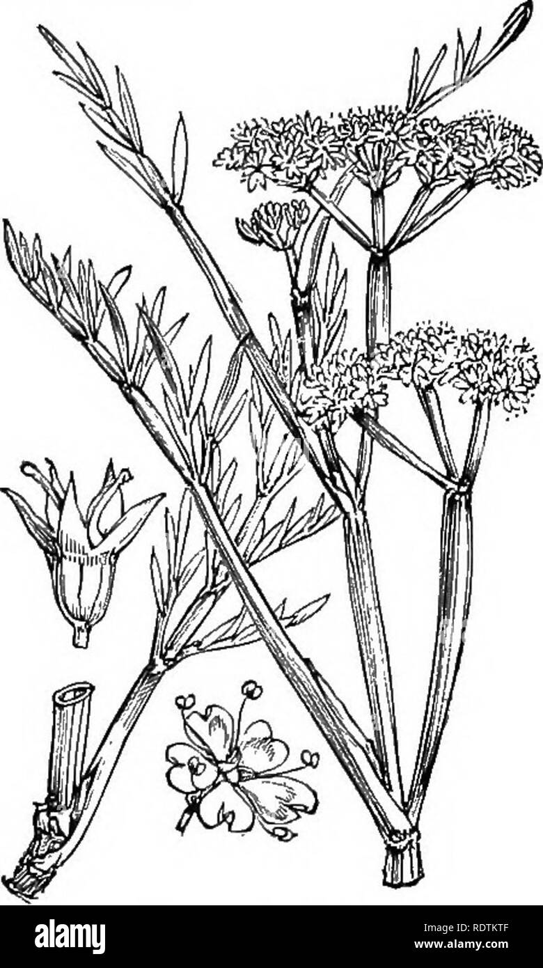 . Illustrations of the British flora: a series of wood engravings, with dissections, of British plants. Botany; Botany. 422. Bupleurum falcatum, L. ^^Falcate Bitplever; Y,. 423. CEnanthe fistulosa, L. Water Dropwori.. Please note that these images are extracted from scanned page images that may have been digitally enhanced for readability - coloration and appearance of these illustrations may not perfectly resemble the original work.. Fitch, W. H. (Walter Hood), 1817-1892; Smith, George Worthington, 1835-1917; Bentham, George, 1800-1884. Handbook of the British flora. London, L. Reeve Stock Photo