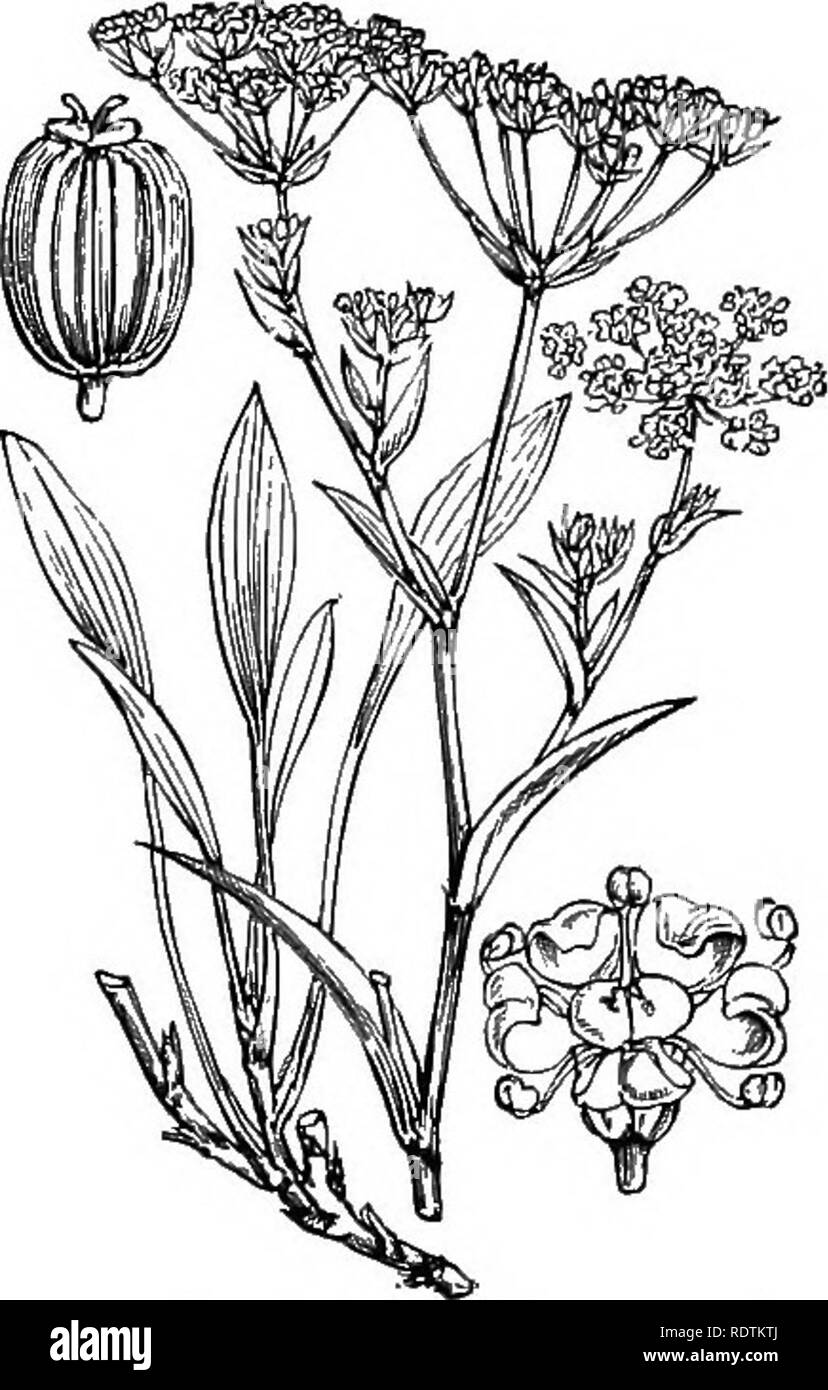 . Illustrations of the British flora: a series of wood engravings, with dissections, of British plants. Botany; Botany. io6 XXXV. UMBELLIFER/E. [I. Dicotyledons. 422. Bupleurum falcatum, L. ^^Falcate Bitplever; Y,. Please note that these images are extracted from scanned page images that may have been digitally enhanced for readability - coloration and appearance of these illustrations may not perfectly resemble the original work.. Fitch, W. H. (Walter Hood), 1817-1892; Smith, George Worthington, 1835-1917; Bentham, George, 1800-1884. Handbook of the British flora. London, L. Reeve Stock Photo