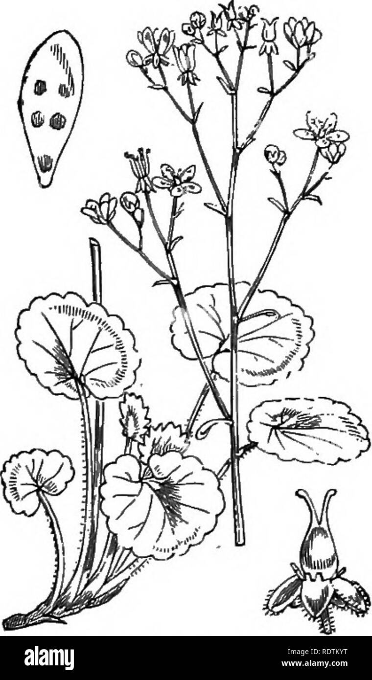 . Illustrations of the British flora: a series of wood engravings, with dissections, of British plants. Botany; Botany. 386. Saxifraga stellaris, L. 387. Saxifraga umbrosa, L. Star Saxifrage, Lotidoti Pride, Si. Patrick's Cabbage ; Pk.. 388. Saxifraga Geum, L. Kidney Saxifrage ; Pk.. Please note that these images are extracted from scanned page images that may have been digitally enhanced for readability - coloration and appearance of these illustrations may not perfectly resemble the original work.. Fitch, W. H. (Walter Hood), 1817-1892; Smith, George Worthington, 1835-1917; Bentham, George,  Stock Photo