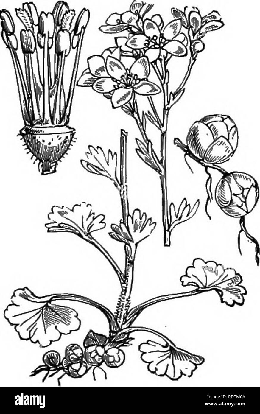 . Illustrations of the British flora: a series of wood engravings, with dissections, of British plants. Botany; Botany. 380. Saxifraga caespitosa, L. Tufted Saxifrage. 381. Saxifraga graniiUta, L. Meadow Saxifrage.. Please note that these images are extracted from scanned page images that may have been digitally enhanced for readability - coloration and appearance of these illustrations may not perfectly resemble the original work.. Fitch, W. H. (Walter Hood), 1817-1892; Smith, George Worthington, 1835-1917; Bentham, George, 1800-1884. Handbook of the British flora. London, L. Reeve Stock Photo