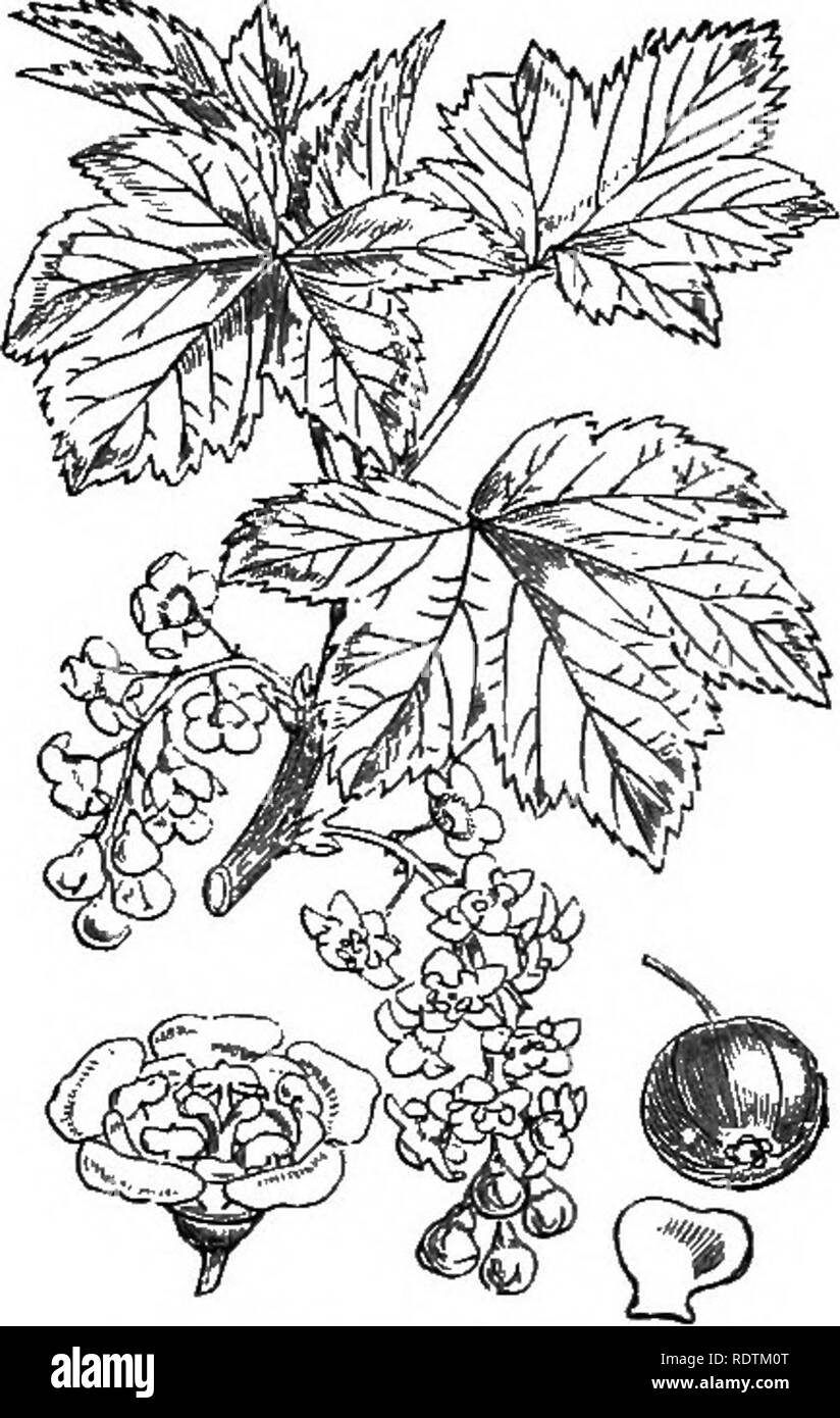 . Illustrations of the British flora: a series of wood engravings, with dissections, of British plants. Botany; Botany. 372. Ribes Grossularia, L. Gooseberry ; G. 373. Ribes rubrum, L. Red and White Cutrani.. Please note that these images are extracted from scanned page images that may have been digitally enhanced for readability - coloration and appearance of these illustrations may not perfectly resemble the original work.. Fitch, W. H. (Walter Hood), 1817-1892; Smith, George Worthington, 1835-1917; Bentham, George, 1800-1884. Handbook of the British flora. London, L. Reeve Stock Photo