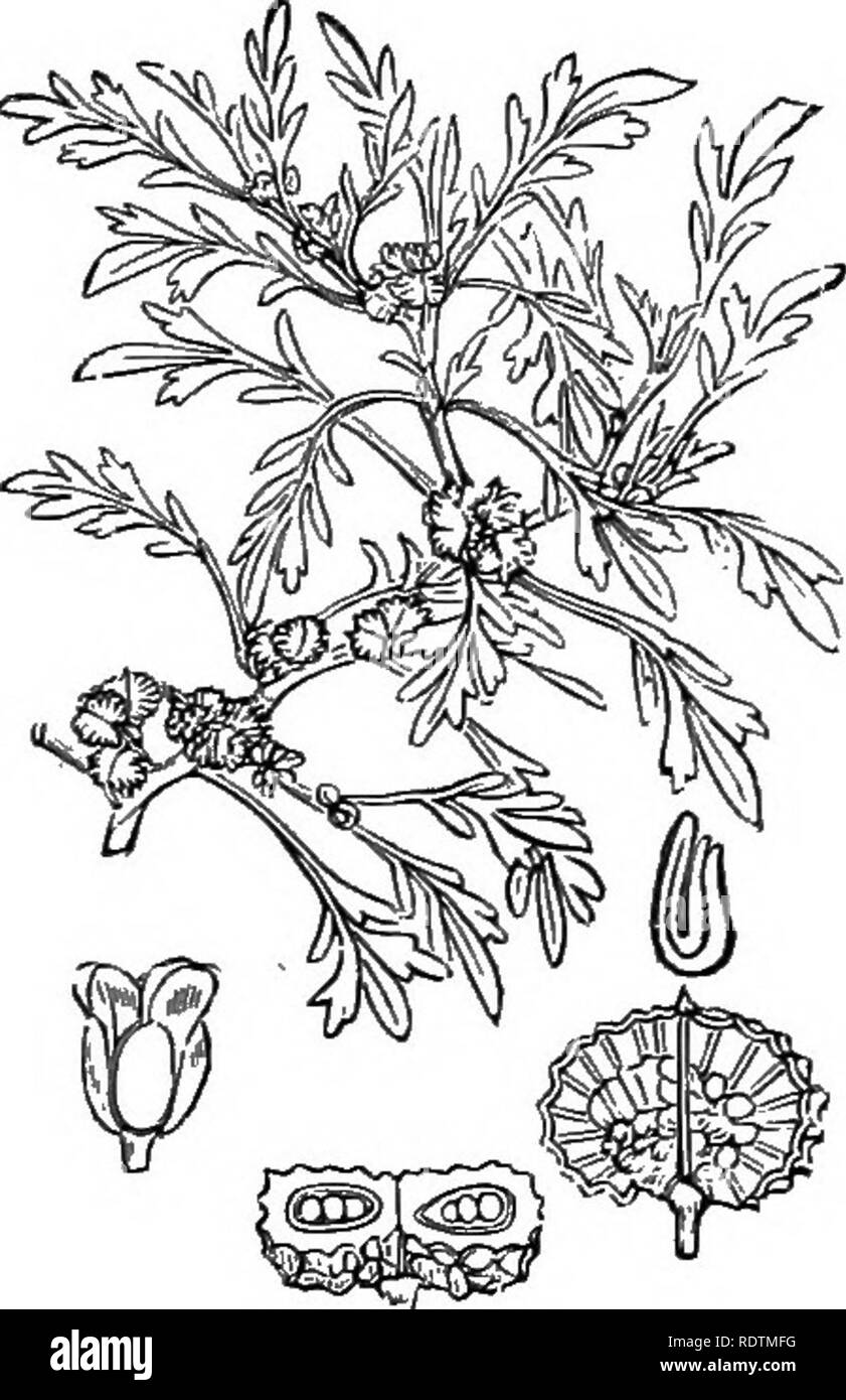 . Illustrations of the British flora: a series of wood engravings, with dissections, of British plants. Botany; Botany. 106. Lepidium latifolium, L. Dittait-der, 107. Lepidium ruderale, L. Narrow-leaved Cress.. Please note that these images are extracted from scanned page images that may have been digitally enhanced for readability - coloration and appearance of these illustrations may not perfectly resemble the original work.. Fitch, W. H. (Walter Hood), 1817-1892; Smith, George Worthington, 1835-1917; Bentham, George, 1800-1884. Handbook of the British flora. London, L. Reeve Stock Photo