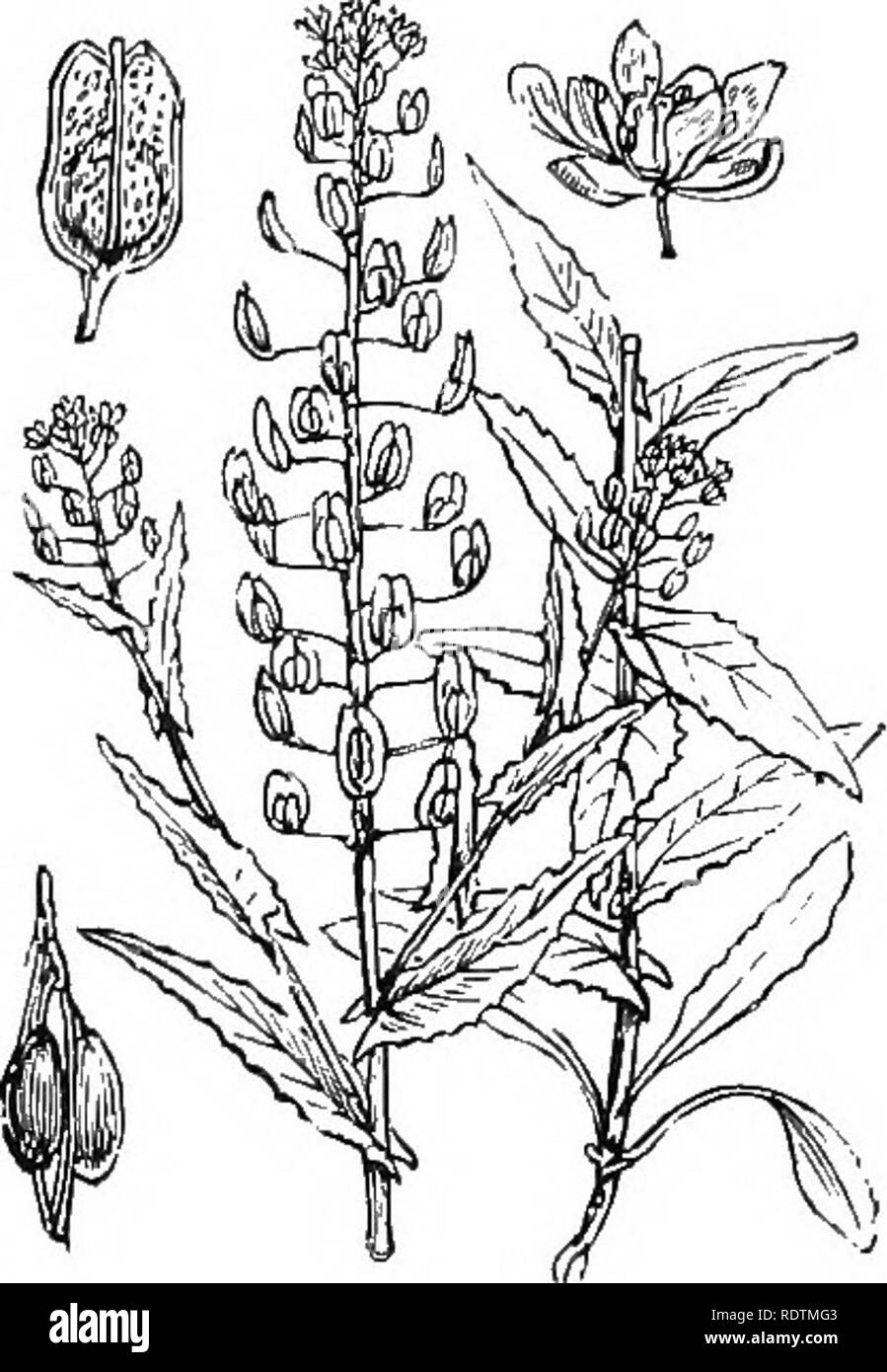 . Illustrations of the British flora: a series of wood engravings, with dissections, of British plants. Botany; Botany. 104. Lepidium SmiUiii, Hook. L. heterophyllum, Benth.. 103, Lepidium campestre, Br. iilit/iridate Pcpperu'ort,. Please note that these images are extracted from scanned page images that may have been digitally enhanced for readability - coloration and appearance of these illustrations may not perfectly resemble the original work.. Fitch, W. H. (Walter Hood), 1817-1892; Smith, George Worthington, 1835-1917; Bentham, George, 1800-1884. Handbook of the British flora. London, L.  Stock Photo