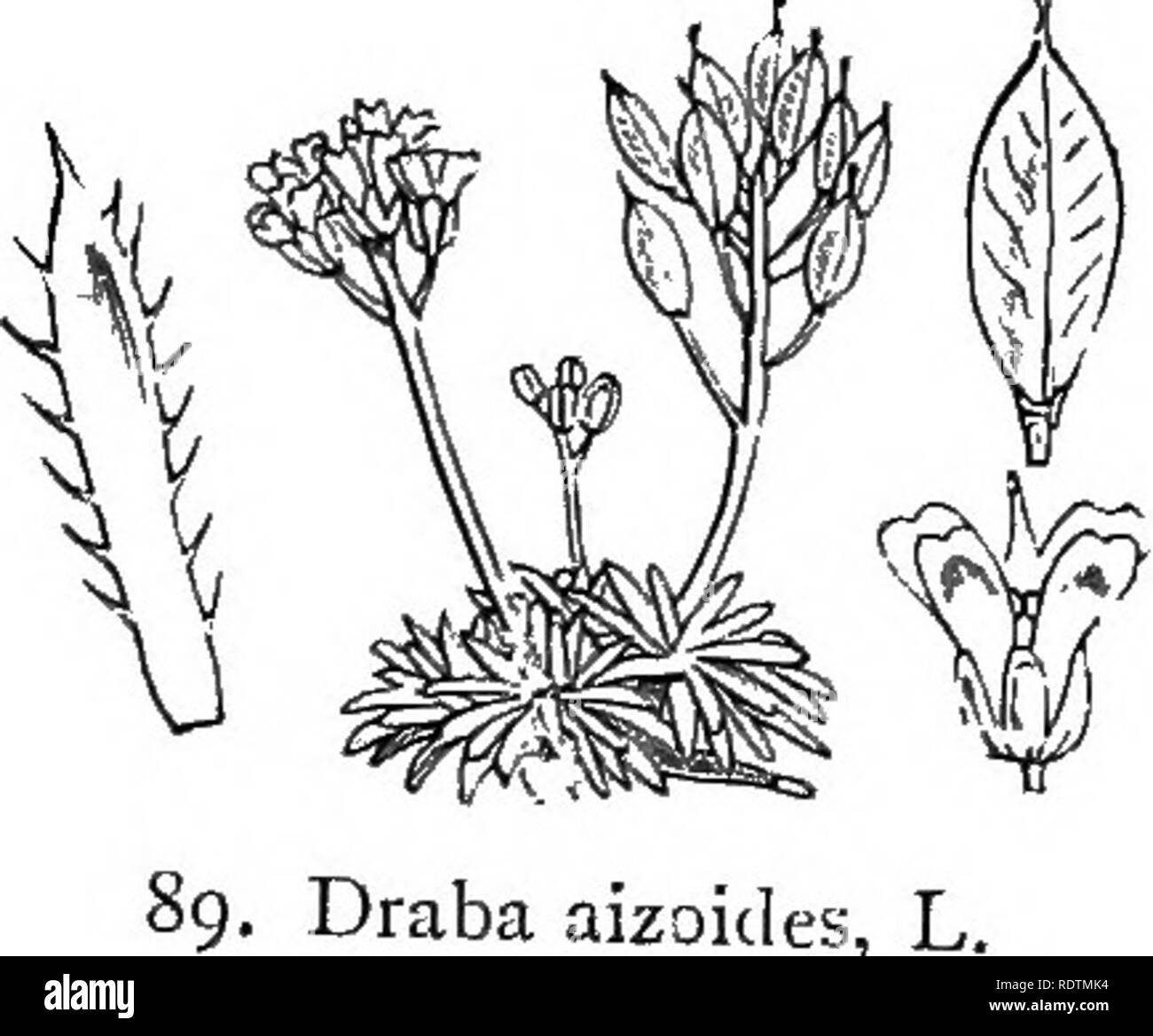 Illustrations Of The British Flora A Series Of Wood Engravings With Dissections Of British Plants Botany Botany T Ialamiflonc Vi Crucifer Li 23 Draba Aizoicles L Ycllmu D Please Note That These Images