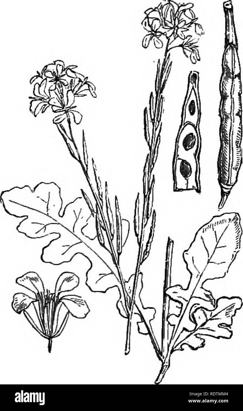 . Illustrations of the British flora: a series of wood engravings, with dissections, of British plants. Botany; Botany. 82. Brassica Sinapis, Vis. B. arvensis, Kun. ; Sinap's ar., L., Sinapistrum, Boiss. Charlock, Wild Mustard; Y.. 83. Brassica nigra, Koch. Sinapis ni., L. Black Mustard; V, 84.. Brassica adpressa, Boiss. B, incana, L.; Sinapis in., L. Hoary B,; Y. Please note that these images are extracted from scanned page images that may have been digitally enhanced for readability - coloration and appearance of these illustrations may not perfectly resemble the original work.. Fitch, W. H. Stock Photo