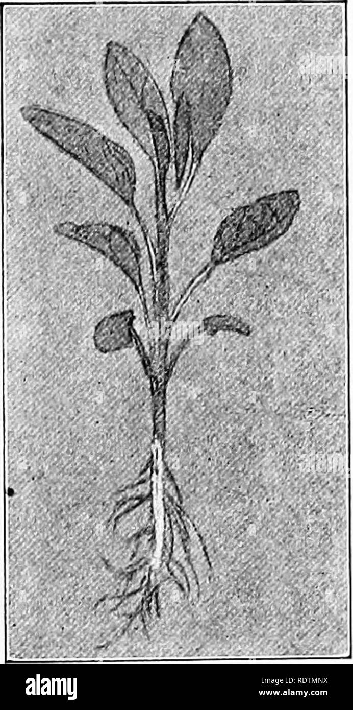 Pennyroyal house Black and White Stock Photos & Images Alamy