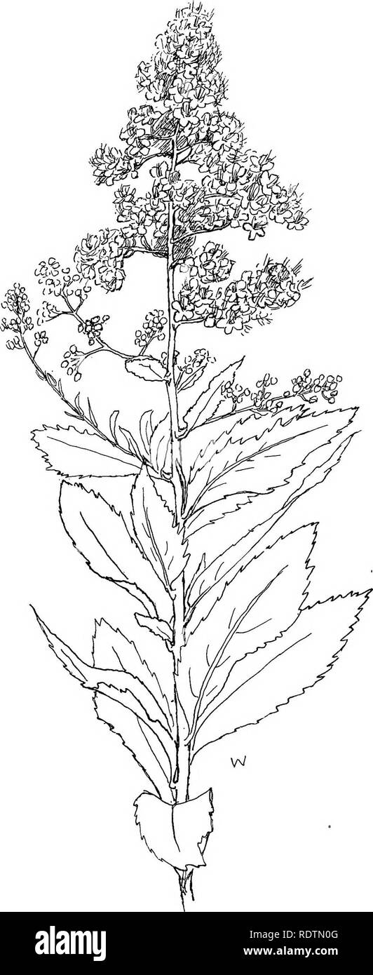 . Wild flowers of the north-eastern states: being three hundred and eight individuals common to the north-eastern United States. Botany. MEADOW SWEET : Spiraea salicifolia.. Please note that these images are extracted from scanned page images that may have been digitally enhanced for readability - coloration and appearance of these illustrations may not perfectly resemble the original work.. Miller, Ellen Bell (Robertson) 1859-; Whiting, Margaret Christine. New York [etc. ] G. P. Putnam's Sons Stock Photo