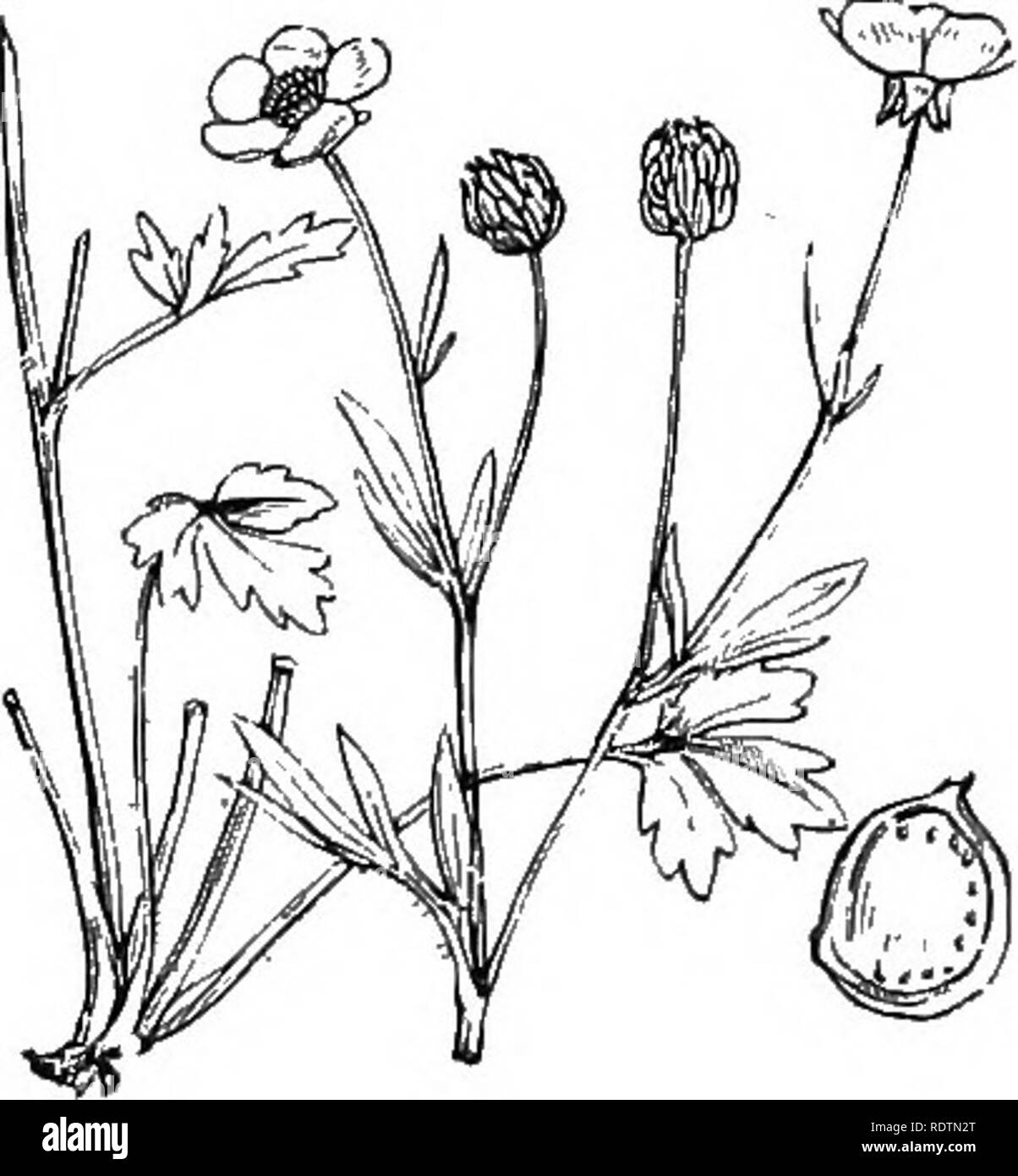 . Illustrations of the British flora: a series of wood engravings, with dissections, of British plants. Botany; Botany. 20. Ranunculus bulbosus, L. Bulbous R., Y. 21. Ranunculus hirsulus, Curt. R. Sardous, Cr., parvulus, L. Hairy R.; Y.. Please note that these images are extracted from scanned page images that may have been digitally enhanced for readability - coloration and appearance of these illustrations may not perfectly resemble the original work.. Fitch, W. H. (Walter Hood), 1817-1892; Smith, George Worthington, 1835-1917; Bentham, George, 1800-1884. Handbook of the British flora. Londo Stock Photo