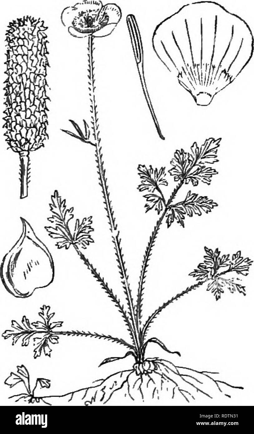 . Illustrations of the British flora: a series of wood engravings, with dissections, of British plants. Botany; Botany. 16. Ranunculus auiicomus, L. WoodR., Goldilocks; V. iS. Ranunculus repens, L. Creeping R.; }'. Ig. Ranunculus flabellatus, Desf. Fine-leaved R.; Y,. Please note that these images are extracted from scanned page images that may have been digitally enhanced for readability - coloration and appearance of these illustrations may not perfectly resemble the original work.. Fitch, W. H. (Walter Hood), 1817-1892; Smith, George Worthington, 1835-1917; Bentham, George, 1800-1884. Handb Stock Photo
