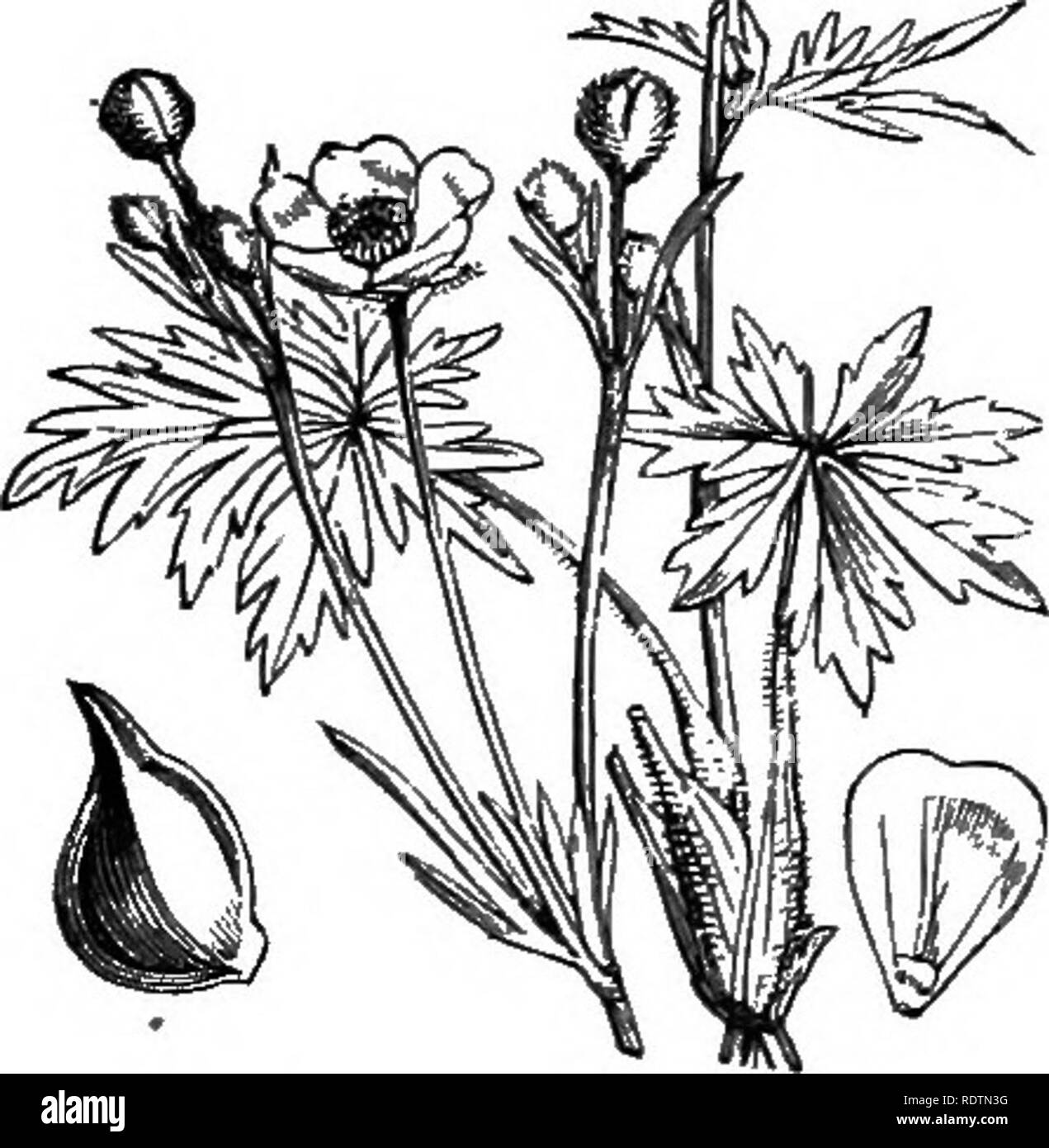 . Illustrations of the British flora: a series of wood engravings, with dissections, of British plants. Botany; Botany. 15. Ranunculus sceleratus, L. Celery-leaved R.; Y.. 17. Ranunculus acris, L. Meadow R.: V.. Please note that these images are extracted from scanned page images that may have been digitally enhanced for readability - coloration and appearance of these illustrations may not perfectly resemble the original work.. Fitch, W. H. (Walter Hood), 1817-1892; Smith, George Worthington, 1835-1917; Bentham, George, 1800-1884. Handbook of the British flora. London, L. Reeve Stock Photo