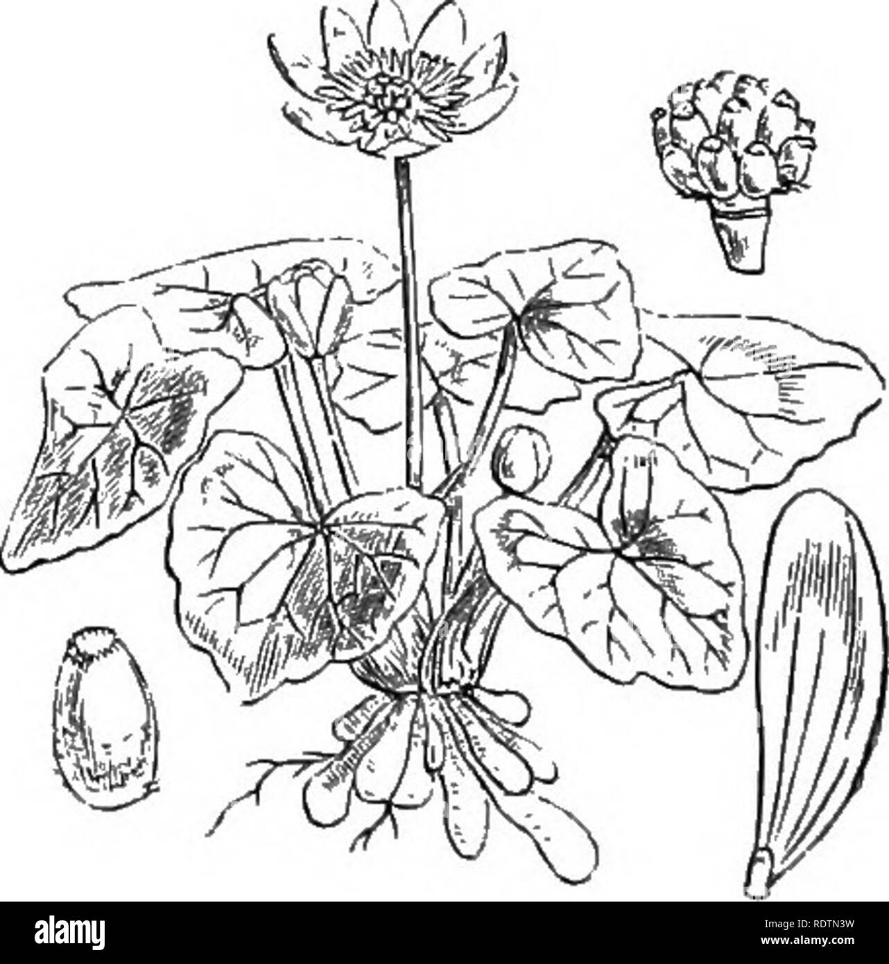 . Illustrations of the British flora: a series of wood engravings, with dissections, of British plants. Botany; Botany. 13. Ranunculus ophioglossifolius, Vill. Snaketo7igite R.; V. 14. Ranunculus Ficavia, L. I'igivort R., Lesser Celandine; 3'.. Please note that these images are extracted from scanned page images that may have been digitally enhanced for readability - coloration and appearance of these illustrations may not perfectly resemble the original work.. Fitch, W. H. (Walter Hood), 1817-1892; Smith, George Worthington, 1835-1917; Bentham, George, 1800-1884. Handbook of the British flora Stock Photo
