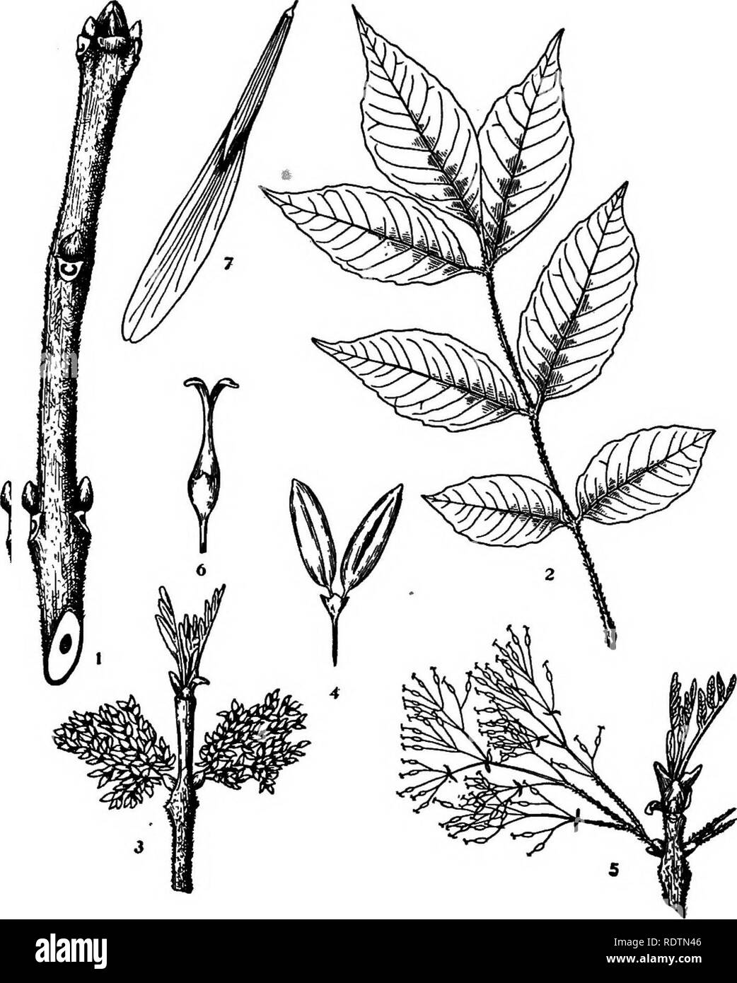 . Michigan trees; a handbook of the native and most important introduced species. Trees. Bed Ash. 1. Winter twig, x i. 2. Leaf, X 54. 3. Staminate flowering branchlet, x Y^. 4. Staminate flower, enlarged. 5. Pistillate flowering branchlet, x Y^. 6. Pistillate flower, enlarged. 7. Fruit, X I. — 214 —. Please note that these images are extracted from scanned page images that may have been digitally enhanced for readability - coloration and appearance of these illustrations may not perfectly resemble the original work.. Otis, Charles Herbert, 1886. Ann Arbor, The Regents Stock Photo