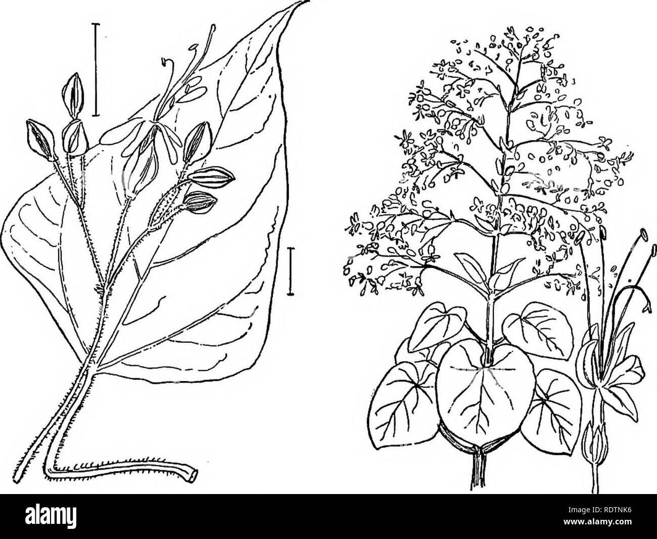 . Ornamental shrubs of the United States (hardy, cultivated). Shrubs. CLBRODENDRON 291 leaves, and is hardy, with some protection, to Massachusetts, Chaste- TEEB (506) â Vitex Agnus-oSstus. Another species about as hardy, though not so beautiful in flower, has the leaf-blades deeply and irregu- larly cut, or in some cases. divided, Cut-leaved Chaste-tree (507)ââ Vitex incisa. There are other species of the genus, but probably these are the only ones in cultivation. [Seeds, in spring ; twig cuttings; layers.]. Fig. 608. â Japan Clerodendron. Fig. 509. â Chinese Clerodendron. Clerodendron. The C Stock Photo