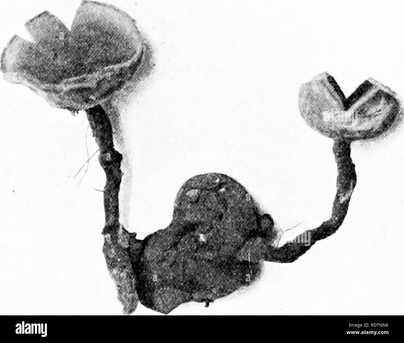 . Fungi, ascomycetes, ustilaginales, uredinales. Fungi. 124 DISCOMYCETES [CH. members of the Vaccinieae, where the sclerotia are formed on the fruits. In 5. Vaccuni the conidia are produced in chains and are separated by small cellulose disjunctors. They have a characteristic smell of almonds and are carried to the flower by insects, and probably also by wind ; they germinate to form septate hyphae which enter and fill the ovar}'. The. Please note that these images are extracted from scanned page images that may have been digitally enhanced for readability - coloration and appearance of these  Stock Photo