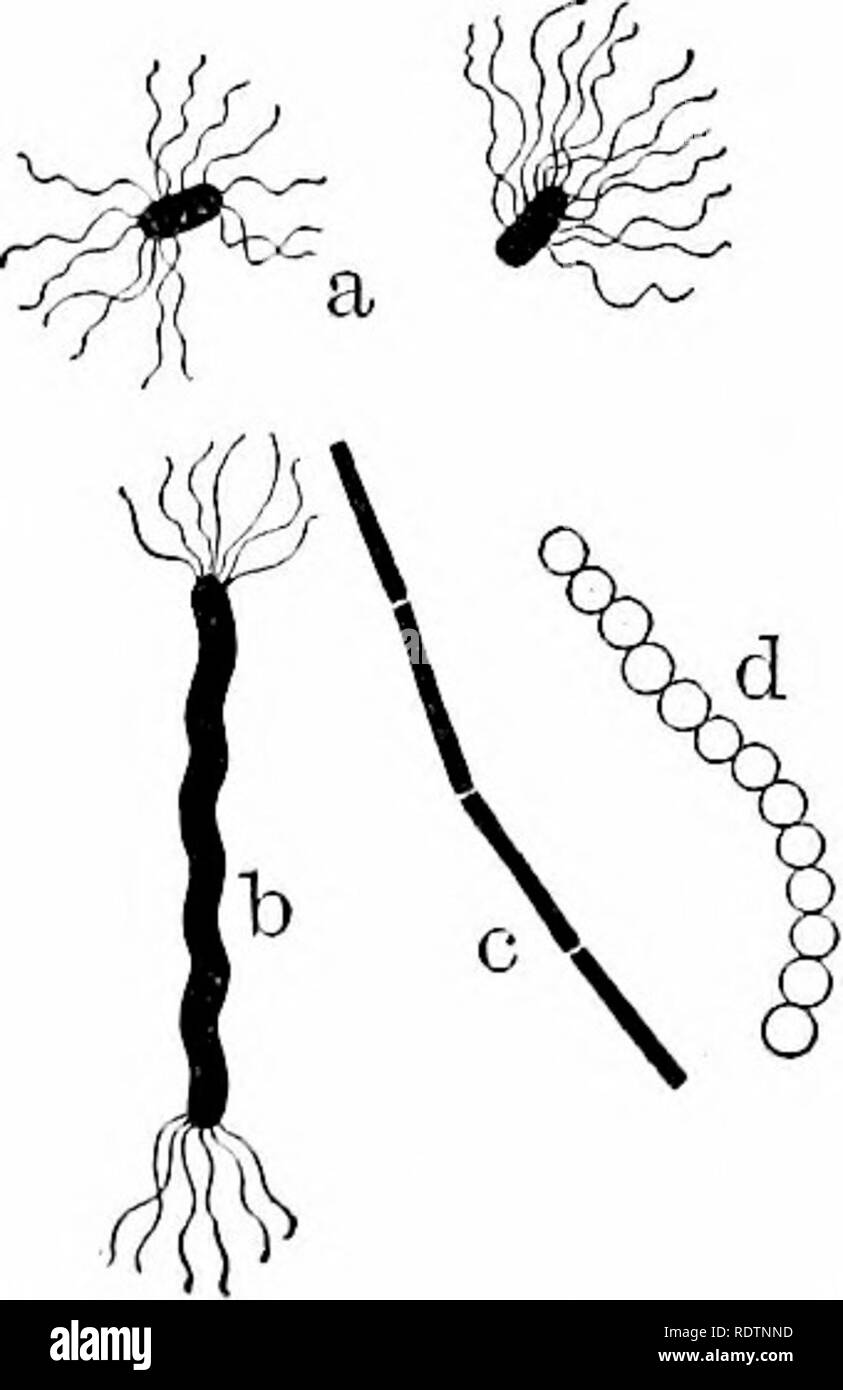. Outlines of botany for the high school laboratory and classroom ...