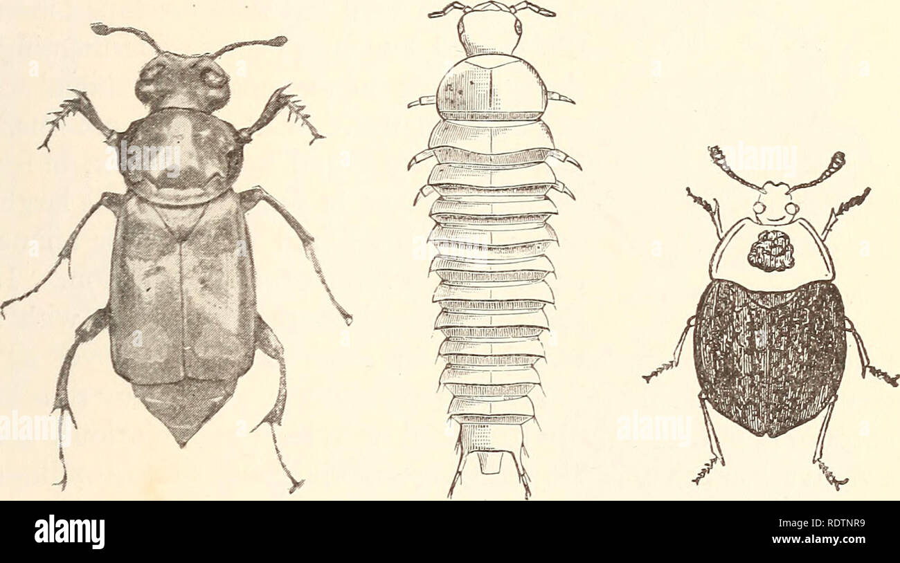 Economic entomology for the farmer... THE INSECT WORLD. 171 The family  SilphidcB, containing what are popularly