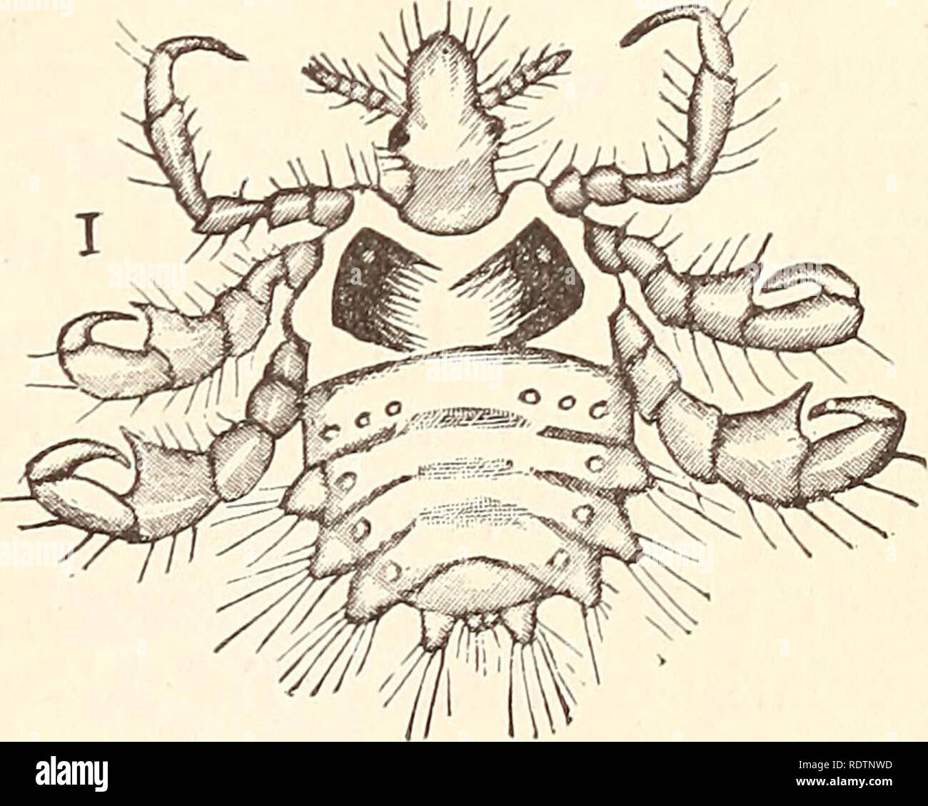 Economic Entomology For The Farmer L He Insect World Nits