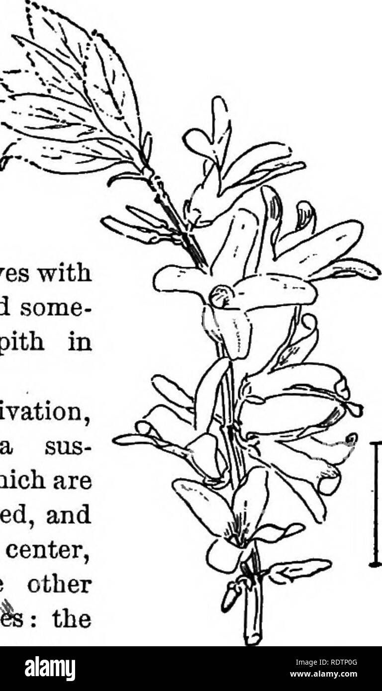 . Ornamental shrubs of the United States (hardy, cultivated). Shrubs. 274 DESCRIPTIONS OF THE SHRUBS than the last and apt to he tinged â with red outside, summer to fall. Indian or Royal Jasmine (470) (called hy many names) â Jasminum grandifl6rum. * Mowers yellow; leaves alternate and compound. (B.) B. Leaves glossy with 3-5 blunt blades; branches nearly round and stifi; flowers in small terminal clusters, summer. Common Sweet Yellow Jasmine (471) âJasminum odoratlssimum. B. Leaves thick, evergreen with 3-7 acute blades (rarely I blade), edges more or less rolled; flowers bright in open clus Stock Photo
