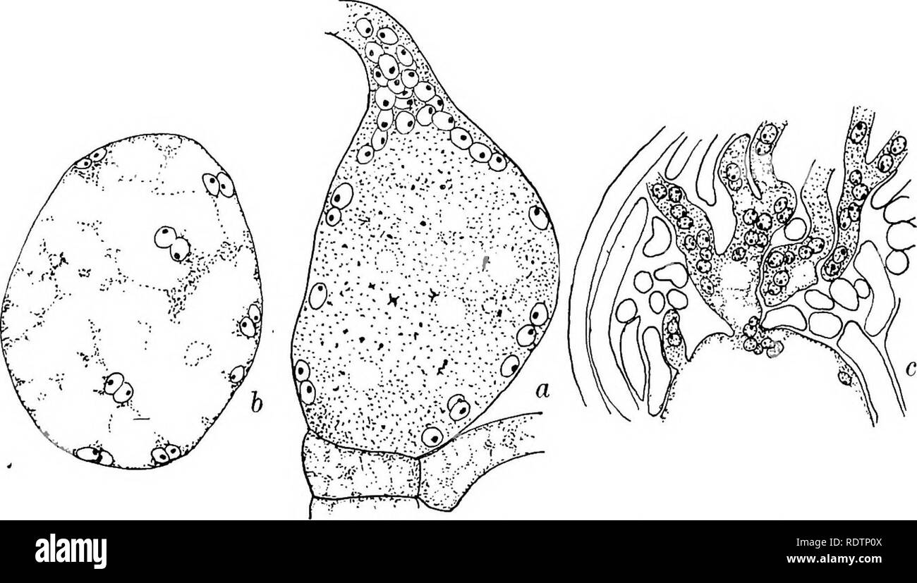 . Fungi, ascomycetes, ustilaginales, uredinales. Fungi. IV] PEZIZALES 105 While the formation of the pore is in progress the nuclei of the tricho- gyne degenerate, and, by the time that they are completely disorganized, a migration of the male nuclei through the pore begins. Ultimately the contents of the trichogyne degenerate still further, till the cytoplasm and nuclei together form a densely staining mass which may be recognized even in the mature fruit. The male nuclei continue to pass into the tube until it is densely filled, and sometimes a trifle swollen. According to most observers the Stock Photo