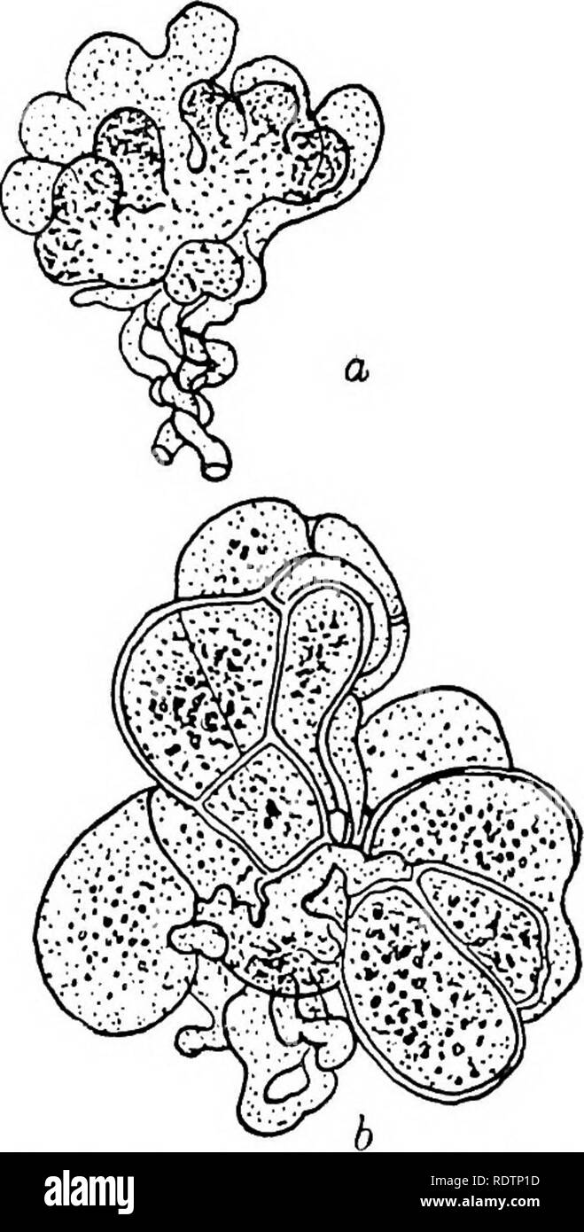 . Fungi, ascomycetes, ustilaginales, uredinales. Fungi. IV] PEZIZALES 103 oogonium, from which a trichogyne protruded (fig. 61 b). The union of the trichogyne and antheridium was observed and it was shown that from the oogonium ascogenous hyphae subsequently arose. Van Tieghem recorded that the species is very susceptible to external conditions, the antheridium sometimes being reduced in size or absent, though the oogonium nevertheless developed normally and produced ascogenous hyphae. In 1900 appeared the classical researches of Harper, followed in 1903 and 1907 by Dangeard's, and in 1912 by  Stock Photo