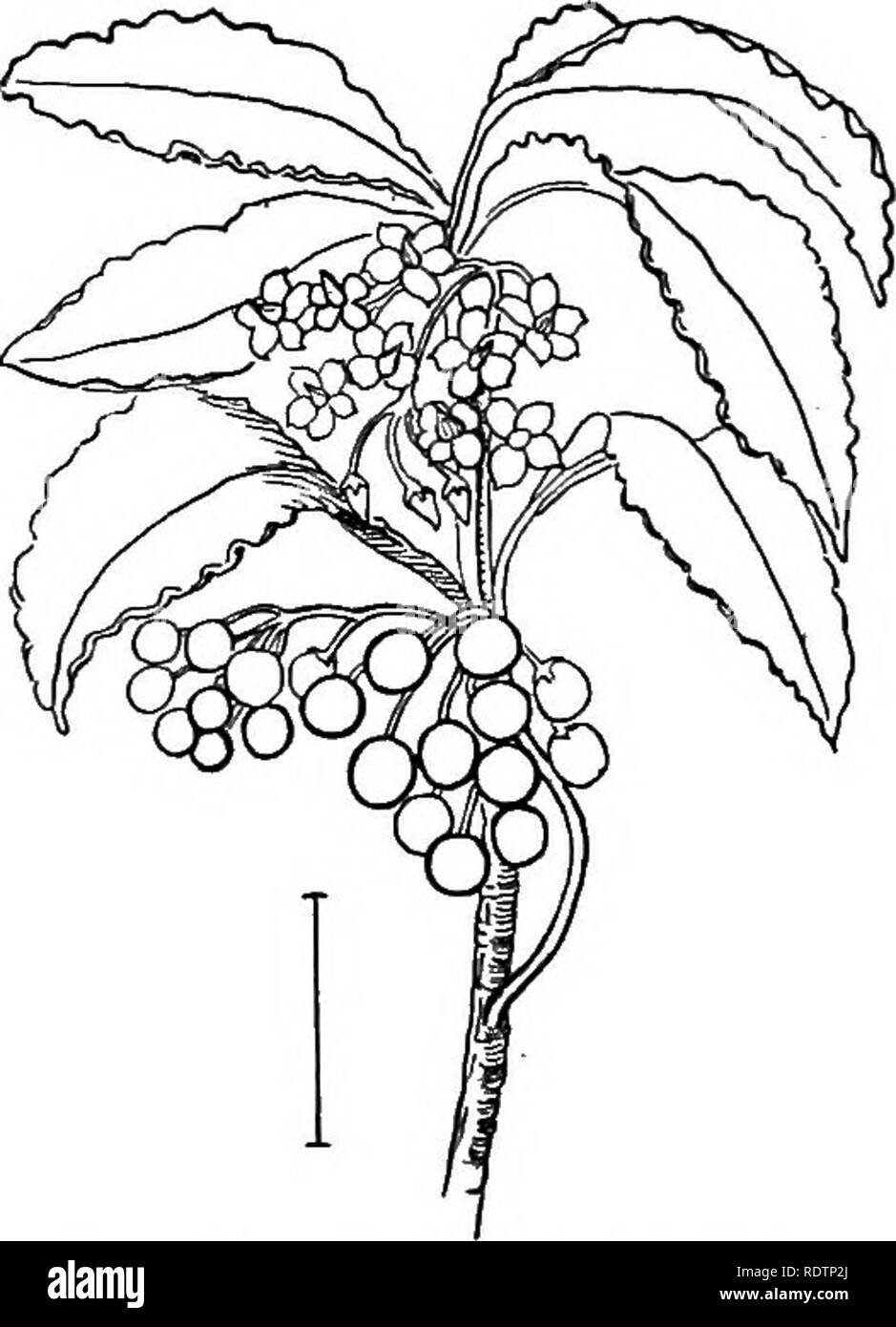 . Ornamental shrubs of the United States (hardy, cultivated). Shrubs. Fig. 457. — Cape Plumbago.. Fig. 458. —Rosy Plumbago. Fig. 459.—Red-berried Ardisia.. Please note that these images are extracted from scanned page images that may have been digitally enhanced for readability - coloration and appearance of these illustrations may not perfectly resemble the original work.. Apgar, A. C. (Austin Craig), 1838-1908; Draycott, Ada (Apgar). New York, Cincinnati [etc] American Book Company Stock Photo