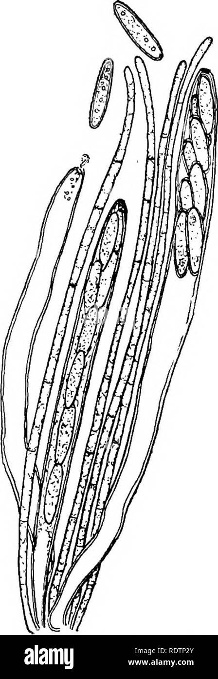 . Fungi, ascomycetes, ustilaginales, uredinales. Fungi. Fig. 53. Hiimaria rutilans (Fr.) Sacc.; hymenial layer showing asci and paraphyses in various stages of develop- ment, X 400. Fig. 54. Mitrula laricina Mass.; development and ejection of biseriate spores, x 600. This typically discomycetous ascocarp or apothecium, which is well seen in the Pezizales, may be connected in one direction, through the Patel- lariaceae and their allies, with the fructifications of the Phacidiales, which are partly closed with a more or less stellate aperture, and with the characteristic- ally elongated fructifi Stock Photo