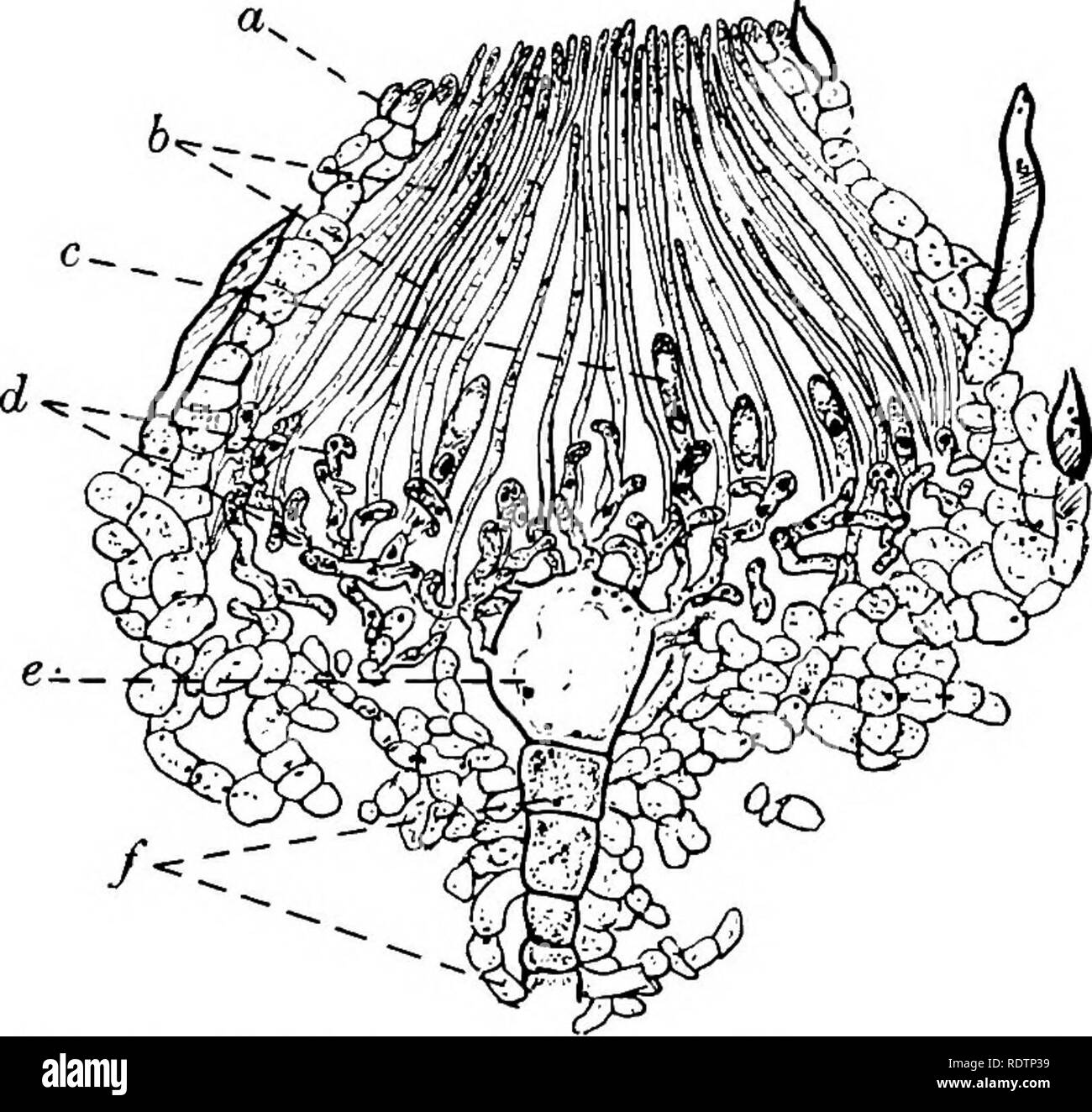 . Fungi, ascomycetes, ustilaginales, uredinales. Fungi. Pig. Otidea aurantia Mass.; apotheci, nat. size. Fig. S'Z. Lachnea stercorea (Pers.) Gill.; ascocarp in longitudinal section showing young asci and para- physes, x 160. a. sheath; b. paraphyses; c. ascus; &lt;a. ascogenous hyphae; e. oogonium ;f. stalk of archicarp. wall of the cup (fig. 52). The lower part of the cup is filled by the hypo- thecium, a tangle of hyphae, some vegetative, some ascogenous. These give rise to the sub-hymenial layer where the paraphyses have their origin and where the young asci are developed. The asci and para Stock Photo