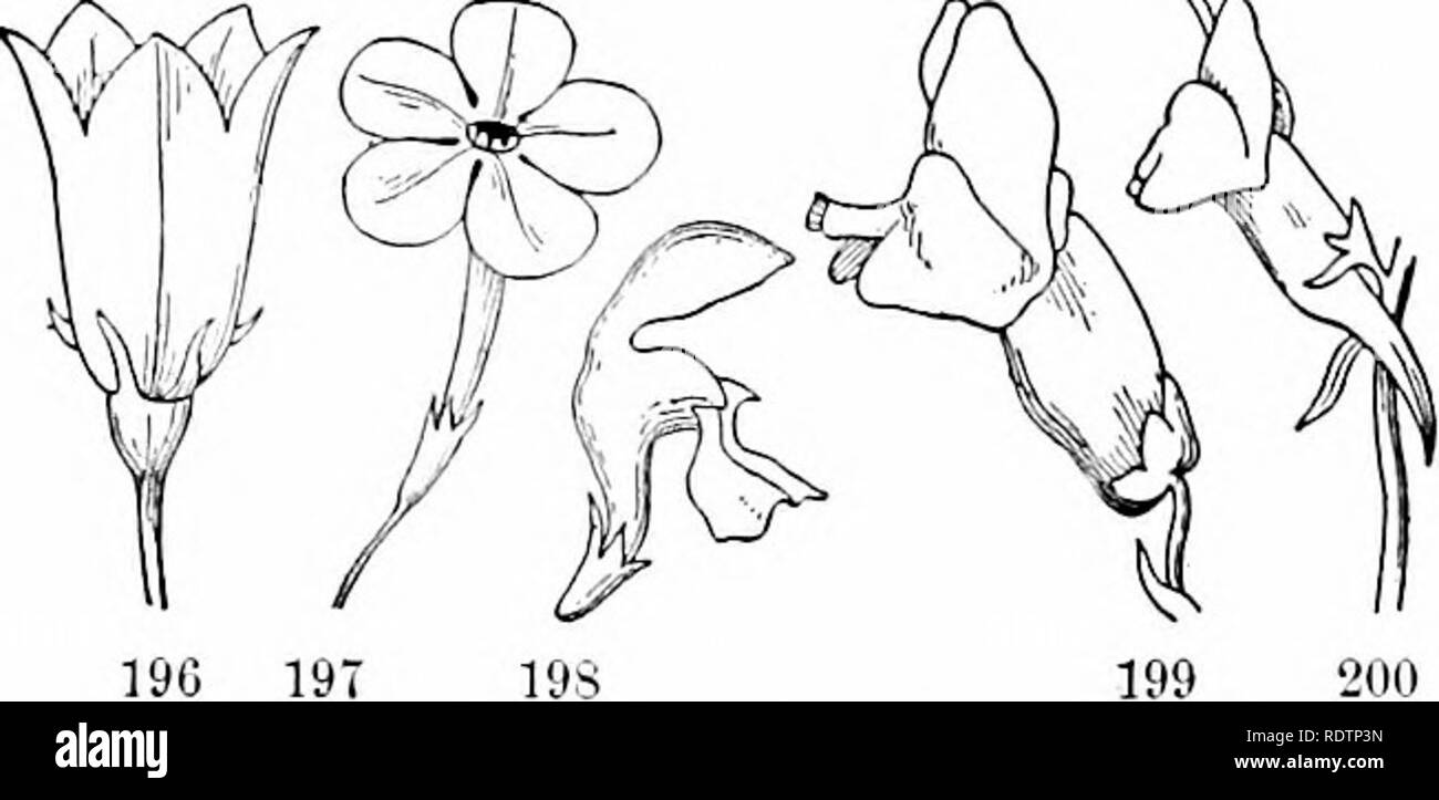. Outlines of botany for the high school laboratory and classroom (based on Gray's Lessons in botany) Prepared at the request of the Botanical Dept. of Harvard University. Botany; Botany. 132 THE FLOWER. 190 19T 19s 196-200. Corollas: 196, a Campaimla or Hare- bell, &quot;with a campanulate or bell-shaped corolla; 197, a Phlox, with salver-shaped corolla ; 198, Dead Nettle (Lamiiim), with labiate rhii/p/it (or gaping) corolla; 199, Snapdragon, with labiate pprsonate co- rolla : 200, Toadflax, with a similar corolla spurred at the base. spreading border is raised on a narrow tube, from which it Stock Photo