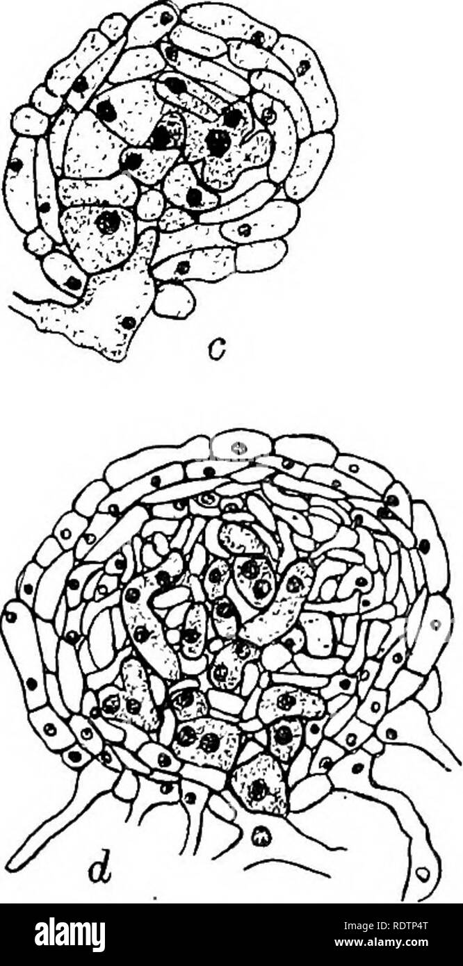 . Fungi, ascomycetes, ustilaginales, uredinales. Fungi. Fig. 44. Phyllactinia Corylea (Pers.) Karst.; a. fertilization; b. fusion nucleus in oogonium; c. d. young perithecia; after Harper. oogonium elongates and enlarges in diameter and the fusion nucleus divides. The first nuclear division is apparently never accompanied by cell wall formation, so that a binucleate stage persists for some time. Finally, however,. Please note that these images are extracted from scanned page images that may have been digitally enhanced for readability - coloration and appearance of these illustrations may not  Stock Photo