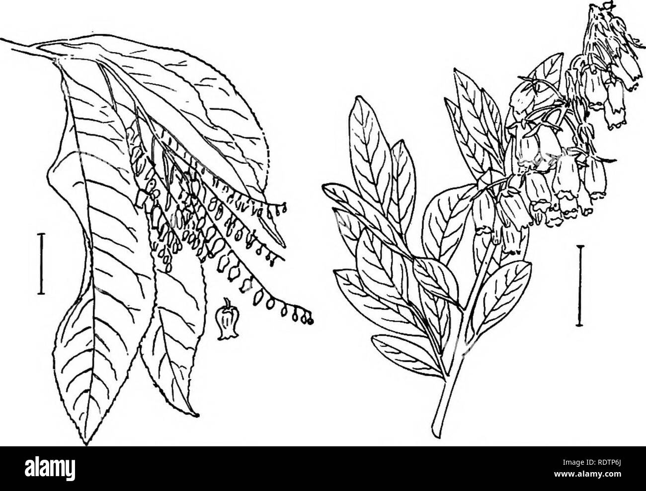 . Ornamental shrubs of the United States (hardy, cultivated). Shrubs. 252 DESCRIPTIONS OF THE SHRUBS. Fig. 427. — Sourwood. Fig. 428. — Stagger-bush. KEY TO THE ANDROMEDA-LIKE SHEUBS * Leaves thick and evergreen (Privet Andromeda of the 2d * is nearly evergreen). (A.) A. Flowers very small, J inch long, globular, nodding and clus- tered in axils of somewhat reduced leaves, Feb.-April. Shrub or tree with scurfy twigs, 5-25 feet tall. Scueft Andromeda (417) — Andromeda (Xolfama) ferruglnea. A. Flowers more elongated—usually twice as long as wide. (B.) B. Flowers in one-sided racemes. (C.) C. Flo Stock Photo