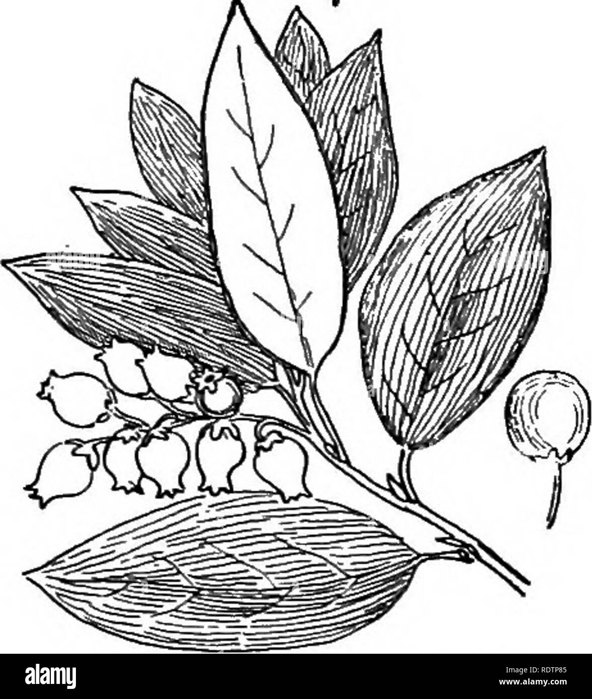 . Ornamental shrubs of the United States (hardy, cultivated). Shrubs. Fig. 414. — PriDgle's Arcto- staphylos. Fig. 415. — Bicolored Arcto- staphylos. KEY OF FORMS OF AECTOSTAPHYLOS FROM THE PACIFIC REGION HARDY ONLY SOUTH * Leaves smooth and fruit on smooth stems. (A.) A. Floweis in umbel-like clusters ; shrub 3-10 feet. Downy Arc- TosTAPHYLOs (410) — Arotostaphylos piingens. A. Flowers in elongated clusters; shrub or tree to 30 feet. Man- ZANITA (411) — Arctostaphylos Manzanita. * Leaves smooth ; fruit stems glandular. (B.) B. Flowers in elongated clusters; shrub or tree 8-25 feet. Pale- leav Stock Photo