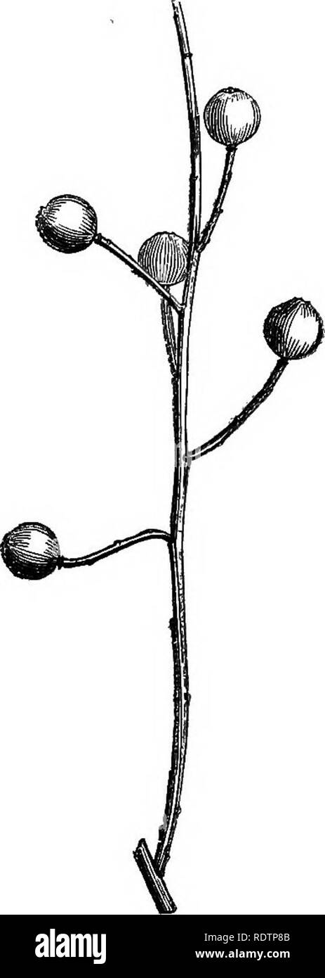 . A general system of botany, descriptive and analytical. In two parts. Part I. Outlines of organography, anatomy, and physiology. Part II. Descriptions and illustrations of the orders. By Emm. Le Maout [and] J. Decaisne. With 5500 figures by L. Steinheil and A. Riocreux. Translated from the original by Mrs. Hooker. The orders arranged after the method followed in the universities and schools of Great Britain, its colonies, America, and India; with additions, an appendix on the natural method, and a synopsis of the orders, by J.D. Hooker. Botany. Osyris, Section of OTary, showing the central p Stock Photo