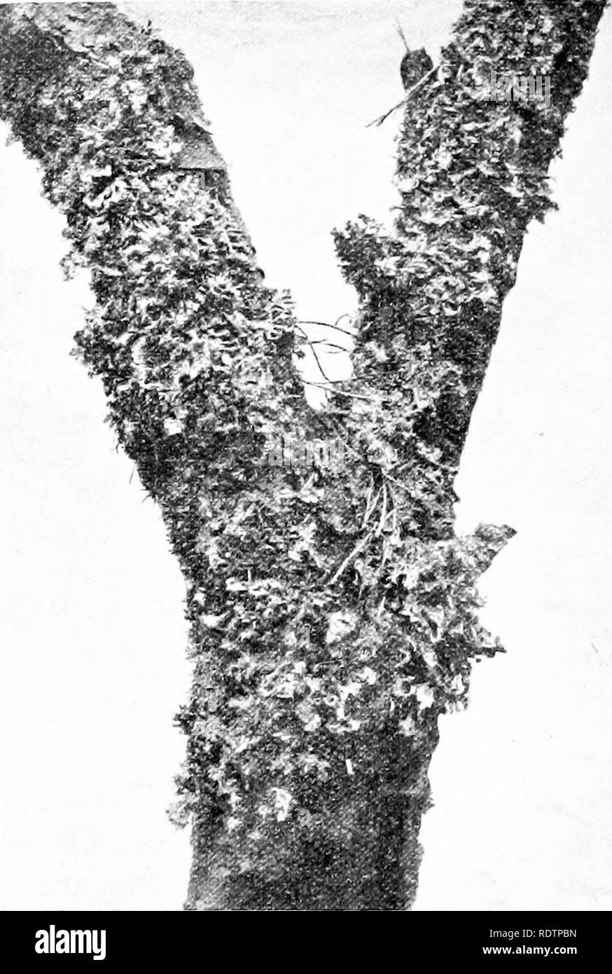 . Lichens. Lichens. 146 MORPHOLOGY narrower than the others and are very frequently raised from contact with the substratum. They tend to grow out from the thallus in an upright. Fig. 84. Parmelia physodes Ach. Thallus growing ver- tically ; soredia chiefly on the lobes directed downwards, reduced (M. P., Photo.). direction and then to turn backwards at the tip, so that the opening of tiie soraHum is directed downwards. Bitter says that the cause of this change in direction is not clear, though possibly on teleological reasoning it is of advantage that the opening of the soralium should be pro Stock Photo