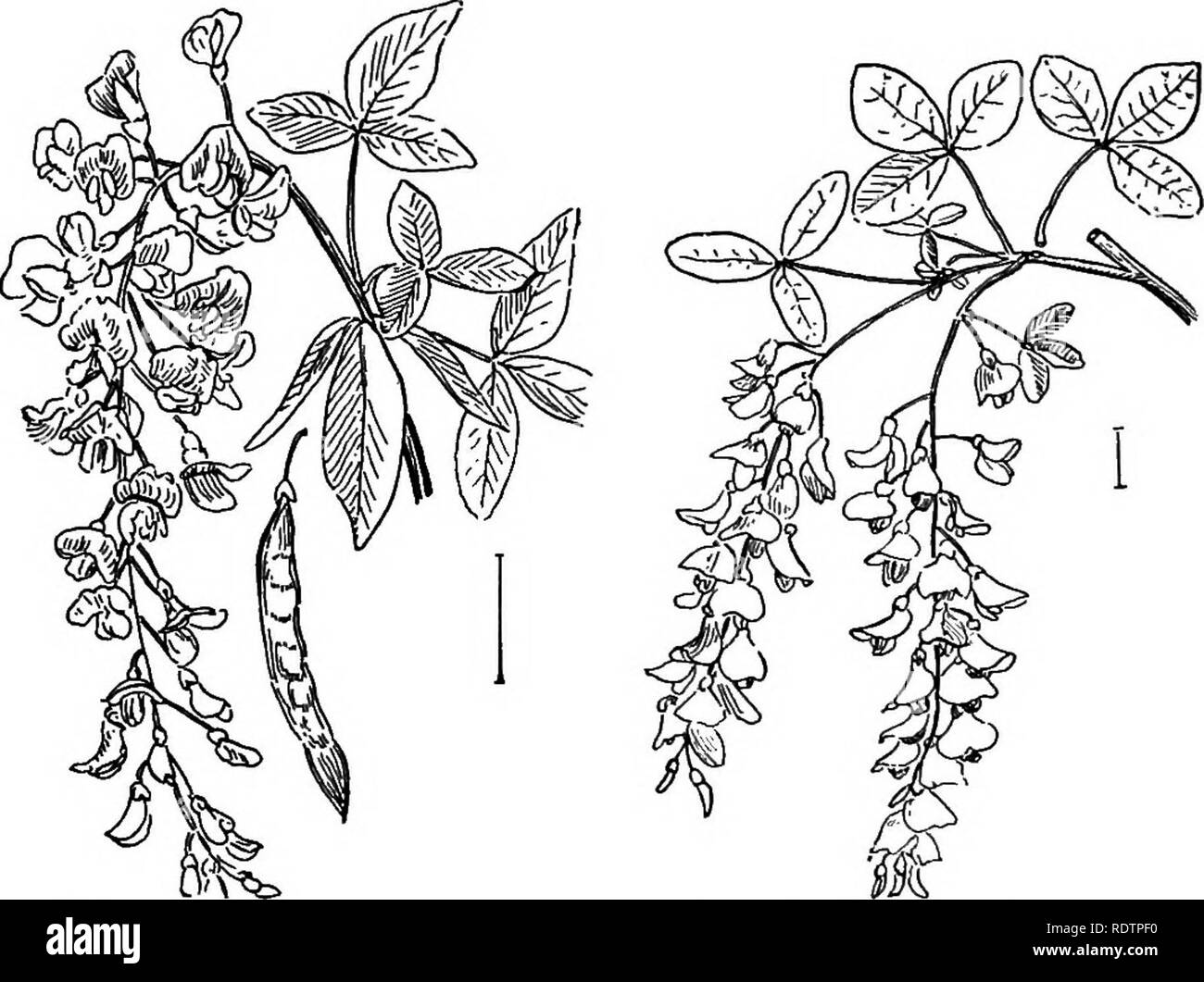 . Ornamental shrubs of the United States (hardy, cultivated). Shrubs. 116 DESCRIPTIONS OF THE SHRUBS D. Leaves deciduous, blades ^1 inch long; branches round, pubes- cent; racemes slender, — 3-8 inches long, June, July ; hardy to middle states. Black-rooted Broom — Cytisus nigricans. D. Leaves deciduous of one lanceolate blade; branches grooved, green; flowers small. In early summer ; plant 1-2 feet. Whin or Dyer's Gkeeitweed (129) — Genista tinctbria. D. Leaves almost entirely absent, found only on vigorous shoots near the ground; very spiny and rigid shrub; flowers fragrant, f inch long; cal Stock Photo