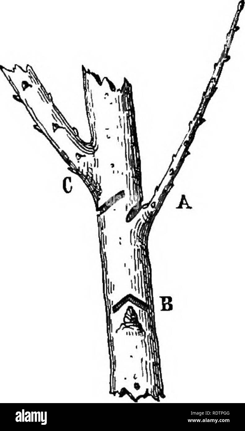 . Gleanings from French gardens: comprising an account of such features of French horticulture as are most worthy of adoption in British gardens. Gardening; Gardens. Fig. 48. Fig. 49- following figures well explain the principle. It is to cut them of the greatest length at the base of the tree, and gradually shorten them as we reach the top. The nearer they spring to the soil, the longer they must be left, or, to be more precise, only a third must be cut from the points of the lowest branches; half tlie length may be taken from those situated between summit and base; and lastly, three parts ma Stock Photo