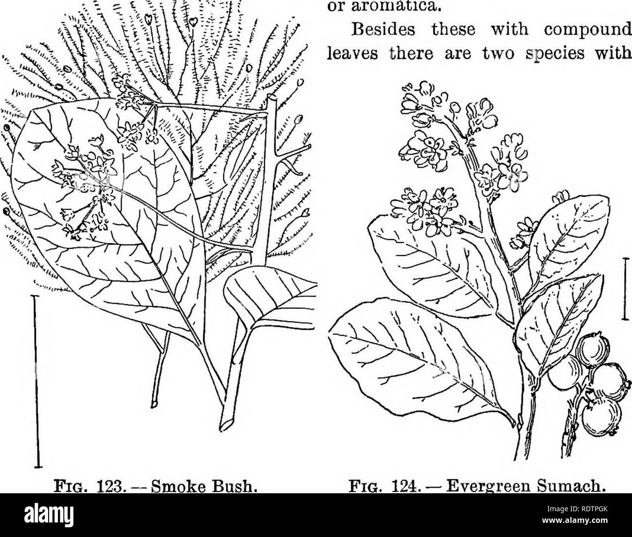 . Ornamental shrubs of the United States (hardy, cultivated). Shrubs. KEY TO THE SUMACHS 109 blades is Mountain Sumach (115) — Rhus copallina ; with iinely toothed blades, Japan Sdmach—Ehus semial^ta and var. Osb^ckii; with coarsely toothed blades, European or Elm-leaved Sumach (116) — Rhus Cori^ria. The smallest species with only 3 aromatic blades is the Fragrant Sumach (117)—Rhus canadensis or aromditica. Besides these with compound leaves there are two species with. - Smoke Bush Fig. 124. — Evergreen Sumach. simple rounded leaves, sometimes placed in a separate genus, Cdtinus. These are cal Stock Photo