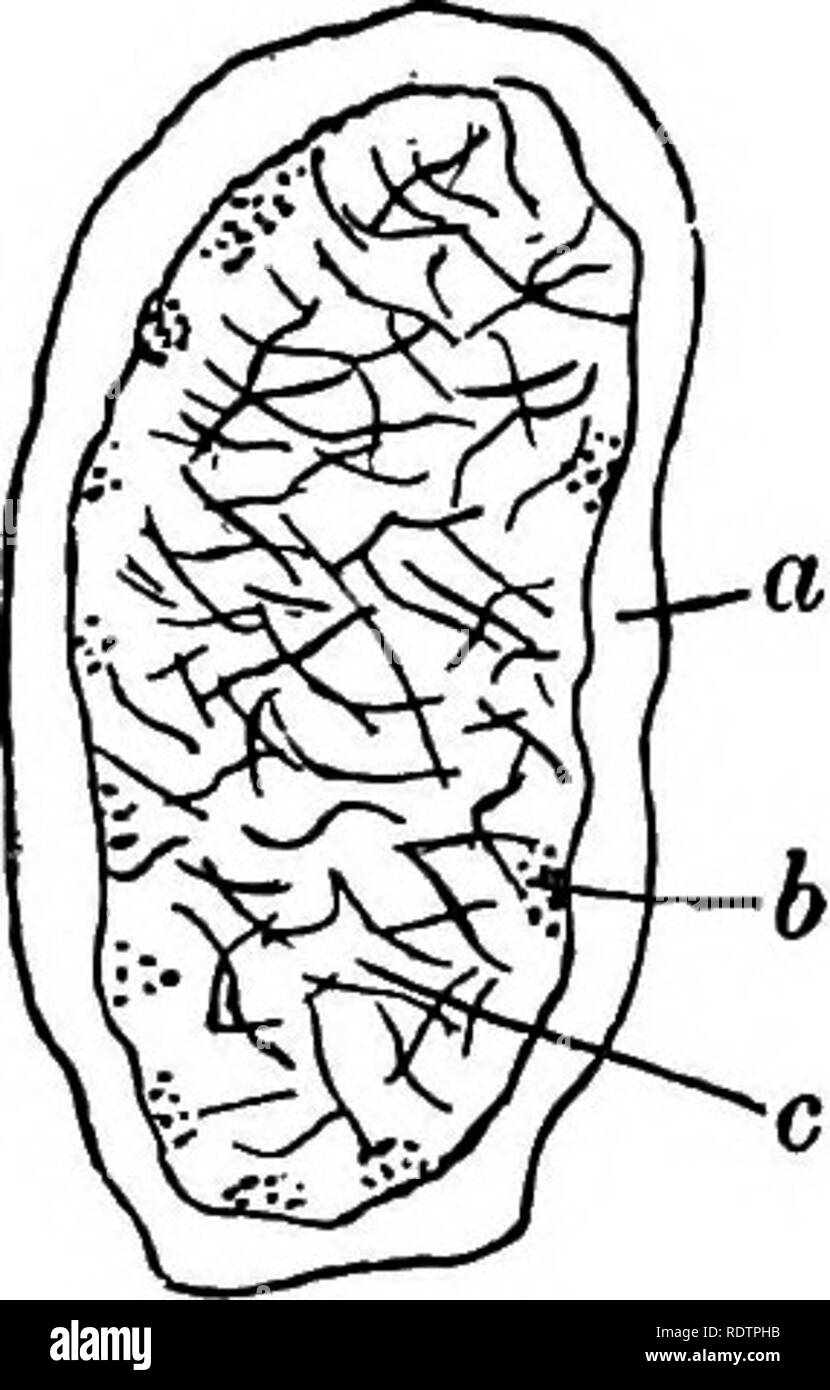 . Lichens. Lichens. Fig. 60. Alectoria thrausta Ach. A, transverse section of frond; a, cortex; b, gonidia; c, arachnoid medulla x 37. B, fibrous hyphae from longitudinal section of cortex, x 430 (after Brandt). In Usnea longissima the cortex both of the fibrillose branchlets and of the main axis is fibrous, and is composed of narrow thick-walled hyphae which grow in a long spiral round the central strand. The hyphae become more frequently septate further back from the apex (Fig. 61). Such a type of cortex provides an exceedingly elastic and efficient pro- tection for the long slender thallus. Stock Photo