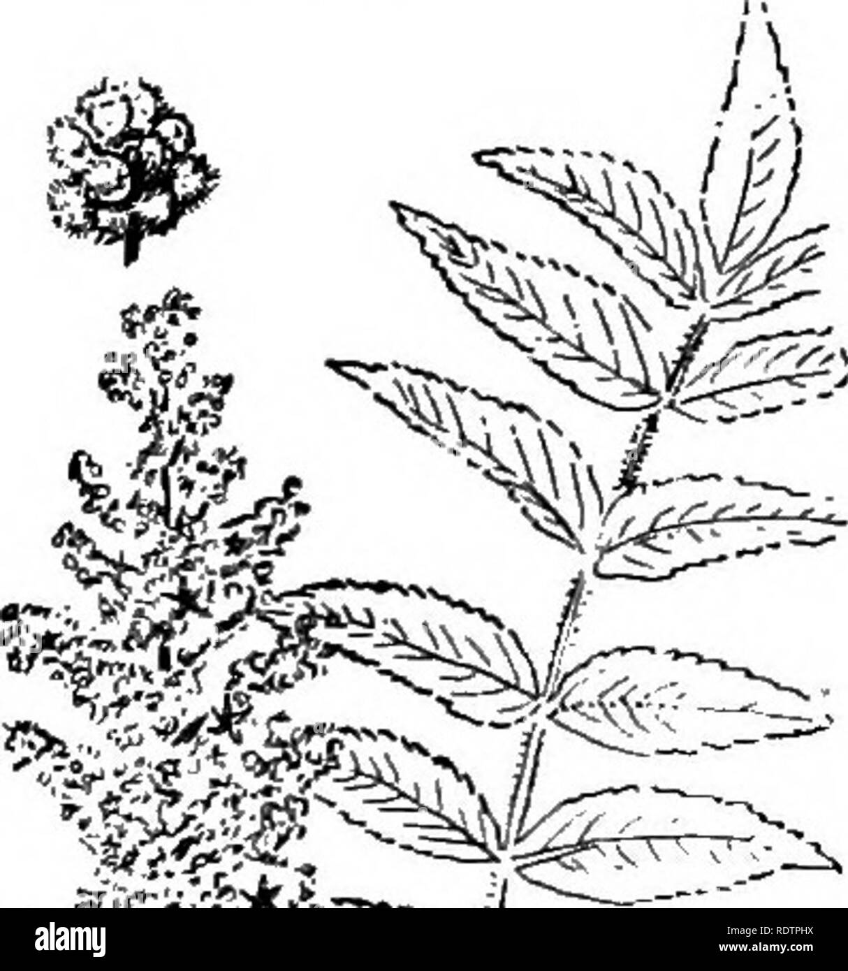 . Ornamental shrubs of the United States (hardy, cultivated). Shrubs. 106 DESCRIPTIONS OF THE SHRUBS KEY TO THE SPECIES OE STAPHYLEA * Leaves with 3 blades. (A.) A. All the blades short-stalked with serrate awned edges 1^2J inches long; fruit 2-lobed and flattened, about an inch long; small shrub to 6 feet, from Japan. Japan Bladder Nut—, Staphylea Bumdlda. A. End blade long-stalked, all finely serrated; upright shrub with stout branches 6-15 feet high ; pod 1^2 inches long. American Bladder Nut (111) — Staphylea trifblia. A. Similar to the last but the blades smoother and nearly orbicular; fr Stock Photo
