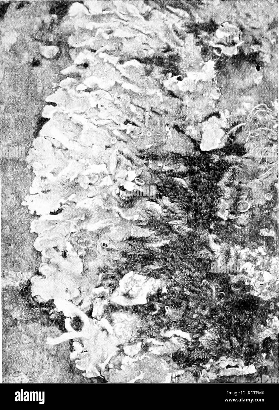 . Lichens. Lichens. STRATOSE THALLUS 89 into short cells and a kind of plectenchyma is formed, as in Lecanora {Psoroma) hypnorum, in Endocarpan, etc.. Fig. 49. Parmelia caperata Ach. (S. H., Photo.). The felted medulla is characteristic of most lichens and is formed of loose slender branching septate hyphae with thickish walls. This interwoven hyphal texture provides abundant air-spaces. Hue^ has noted that the walls of the medullary hyphae in Parmeliae are smooth, unless they have been exposed to great extremes of heat or cold, when they become wrinkled or scaly. They are very thick-walled in Stock Photo