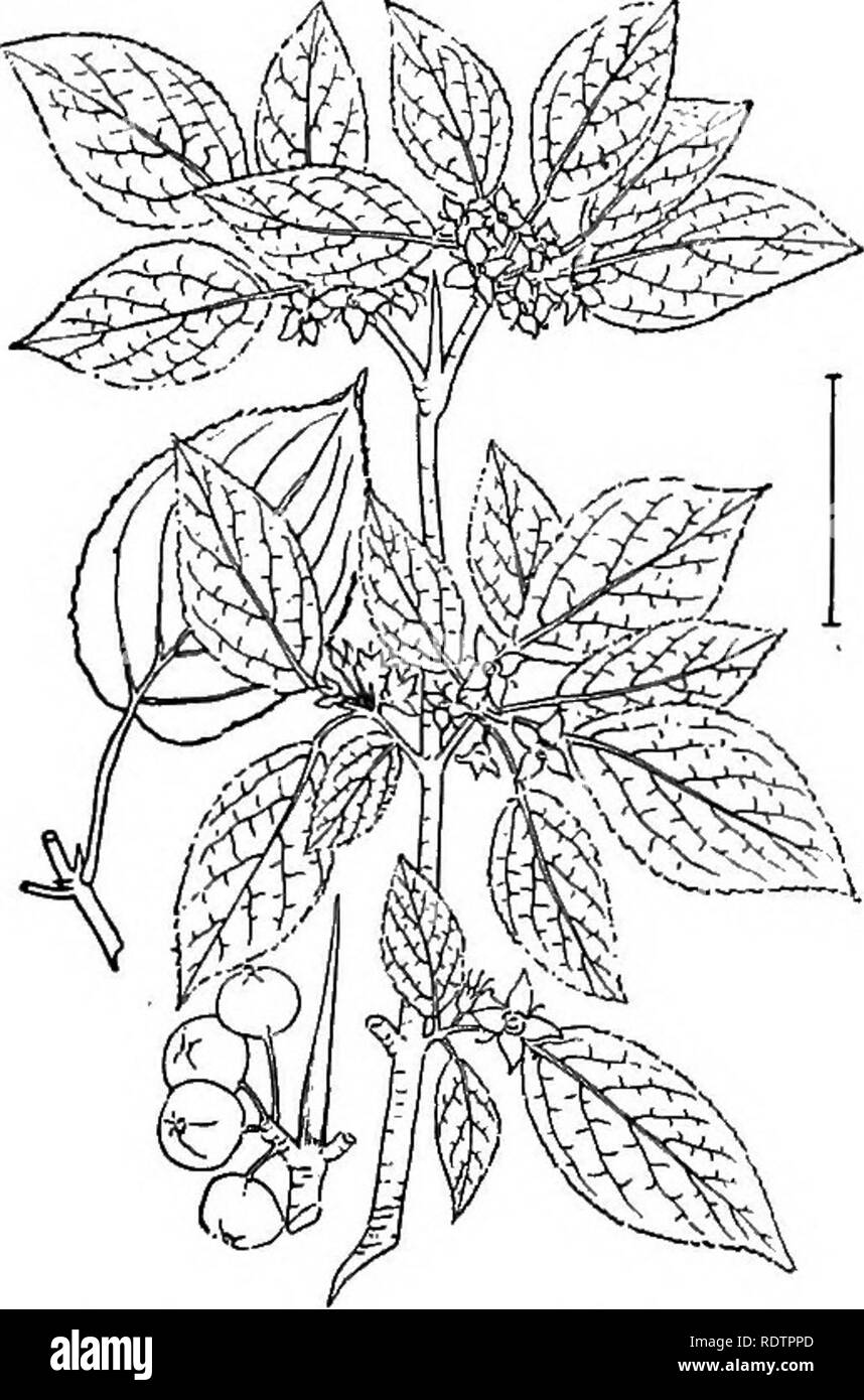. Ornamental shrubs of the United States (hardy, cultivated). Shrubs. RHAMNUS 93 F. Flowers yellowish or whitish with purple anthers; tall shrub or tree to 25 feet. (H.) H. H. Leaves large,—3-6 inches long and 1-2J inches broad. Siebold'b Euontmds — Euonymus Sieboldi^nus. Leaves smaller, 2-5 inches long and under 1 inch broad. Hamilton's Euonymus — Euonymus Hamilto- ni&amp;nus. Leaves small, 2-4 inches long; fruit abundant and large; seeds white- or pinkish- and orange-coated. Bunge's Edontmus — Euonymus BungeS,nus. Rhdmnus. The Buckthorns are large shrubs or small trees some- times cultivated Stock Photo