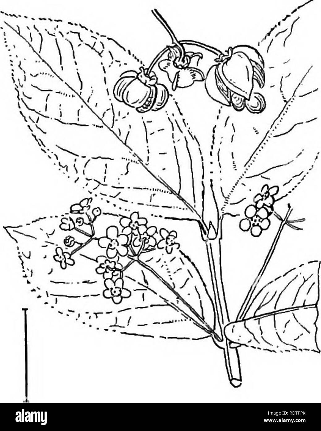 . Ornamental shrubs of the United States (hardy, cultivated). Shrubs. FiQ. 80. — Warty Euonymus. Fig. 81, — European Spindle Tree. opposite leaves and generally 4-sided twigs. The fruit, which is very ornamental in the fall, is a for the determination of the group by the heginner in the study of shruhs. These two colors are shown when the capsule hursts open and the bright red- or orange- coated seeds appear. Running Euontmus, (75) or Steawberkt Bbsh — Euonymus obovitus — has a straggling growth 2 to 5 feet high, thrives well in shady places, and receives its name from the rough warty- strawbe Stock Photo