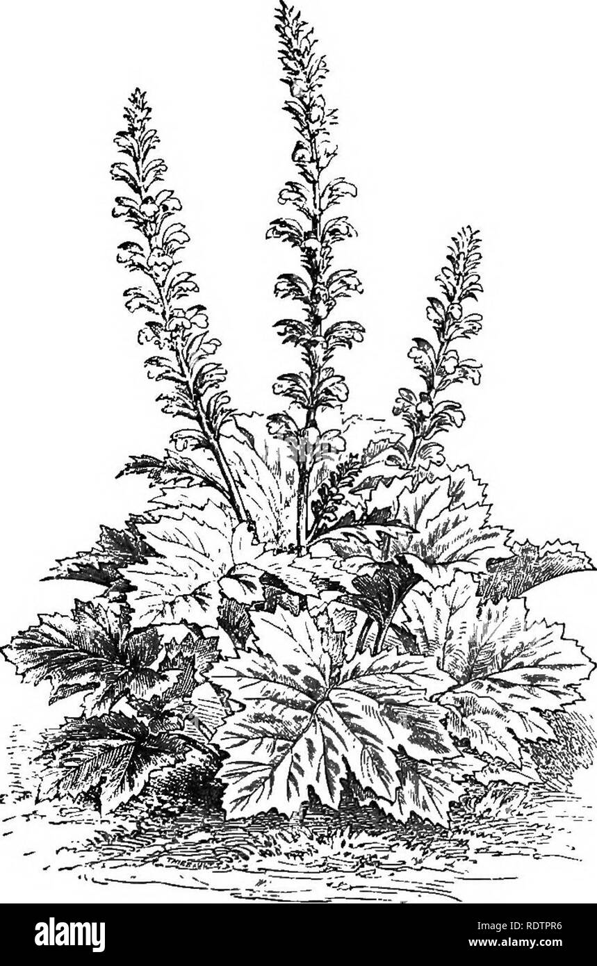 . Gleanings from French gardens: comprising an account of such features of French horticulture as are most worthy of adoption in British gardens. Gardening; Gardens. Subtropical Gardening. 3i Acanthus latifolius.—This is a plant that anybody can grow, and which is in all respects fine. The leaves are bold and noble in out- line, and the plant has a tendency, rare in some hardy things with. Fig. II.—Acanthus latifolius. otherwise fine qualities, to retain its leaves till the end of the season without losing a particle of its freshness and polished verdure. In fact the only thing we have to deci Stock Photo