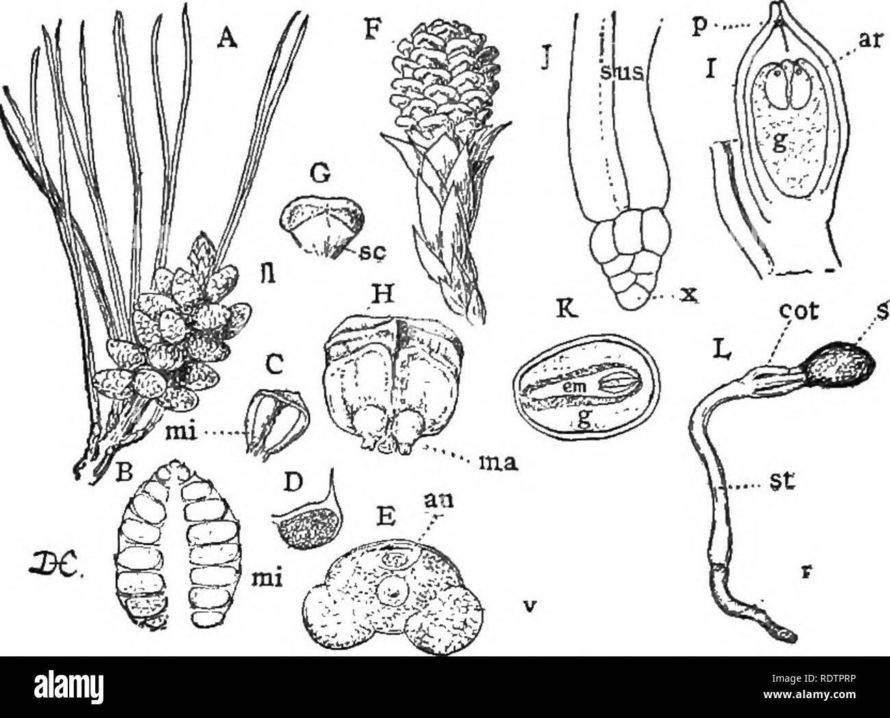 . Lectures on the evolution of plants. Botany; Plants. 170 EVOLUTION OF PLANTS pollen-spores produced is enormously in excess of the macrospores. Indeed, so abundant is the pollen, that the ground in the neighborhood of the trees is some-. FiG. 42 (ConiferEe). — A, branch of a pine (Pinus contorta) with male flowers, fl; B, longitudinal section of a single flower, showing the arrangement of the sporophylls; C, a single sporophyll, showing the two microsporangia, mi, upon its lower surface; D, a section through the microsporangium; E, a single microspore, showing the antheridium, an, and the ve Stock Photo